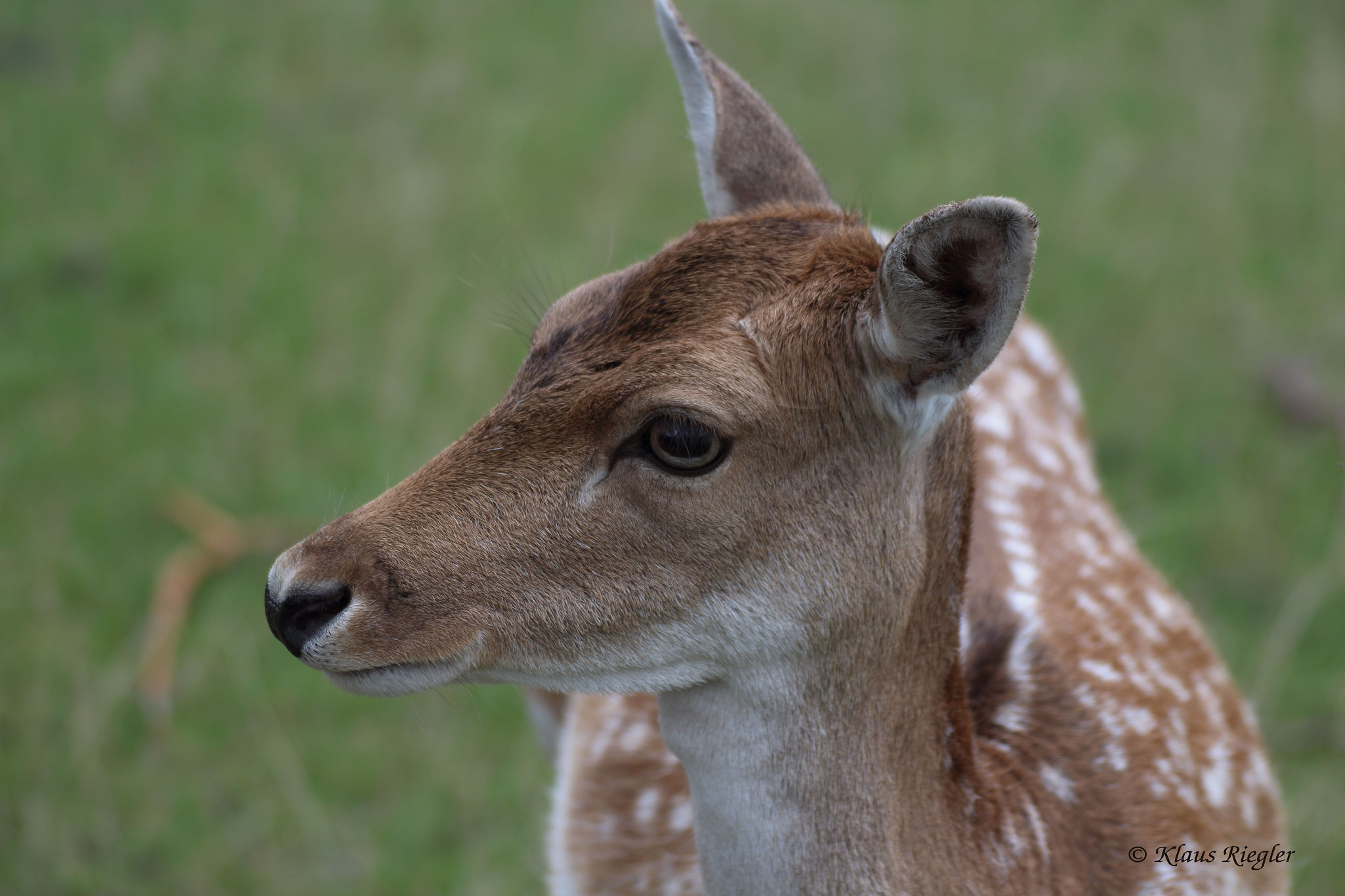 Canon EOS 650D (EOS Rebel T4i / EOS Kiss X6i) sample photo. Deer photography