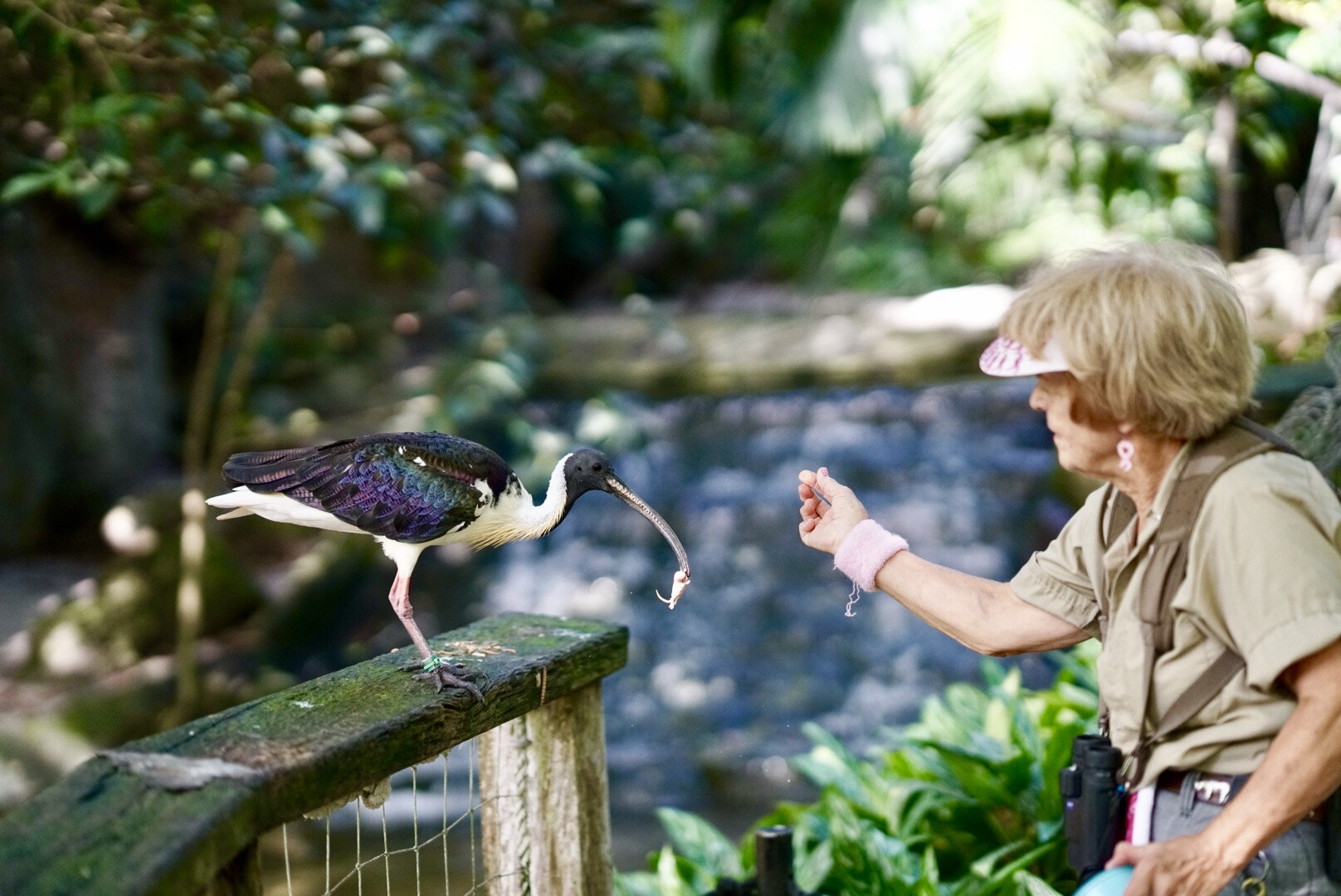 Sony a7R II + Sony FE 85mm F1.4 GM sample photo. Zookeeper feeding birds at miami aviary photography