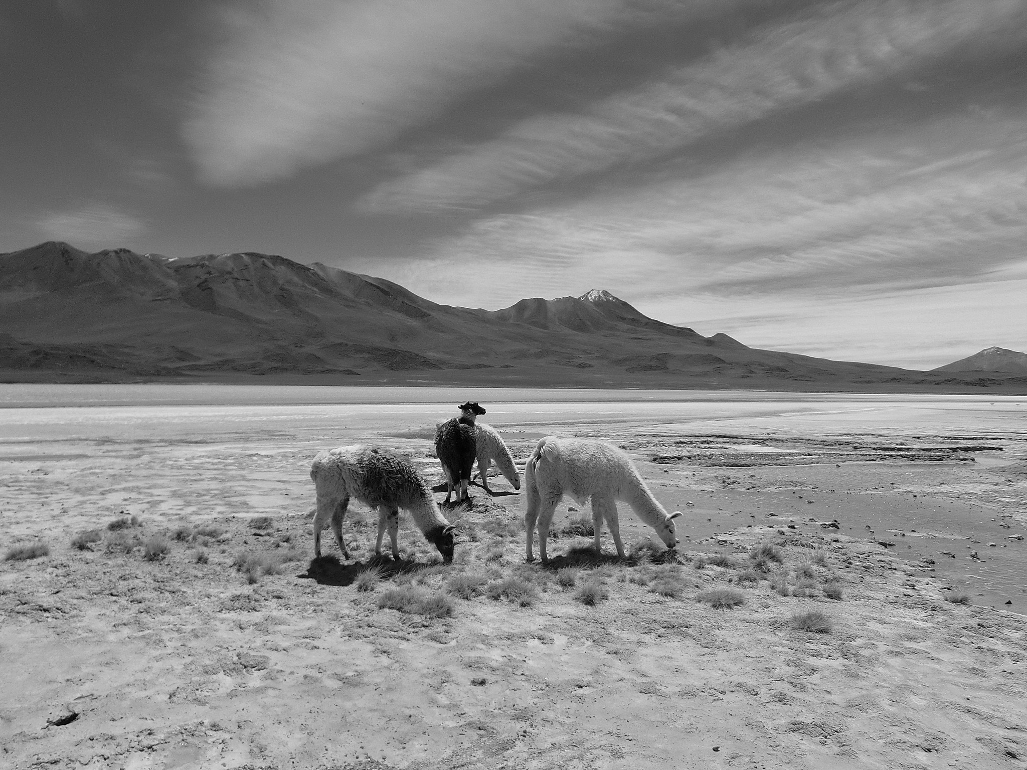 CASIO EX-Z400 sample photo. Lamas / bolivien photography