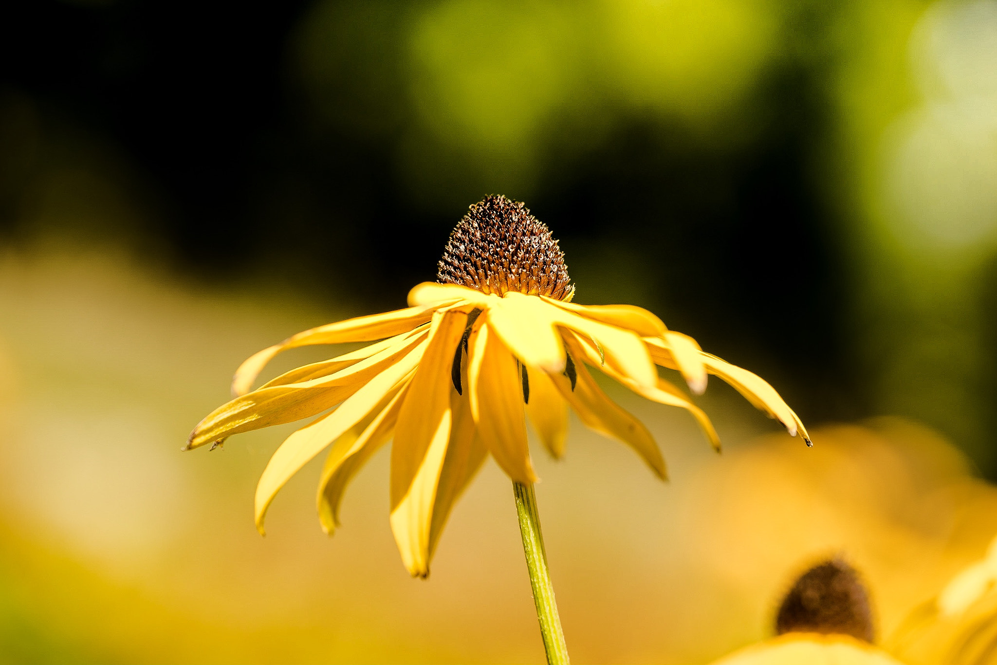 Sony a7 II + 105mm F2.8 sample photo. Sunflower photography