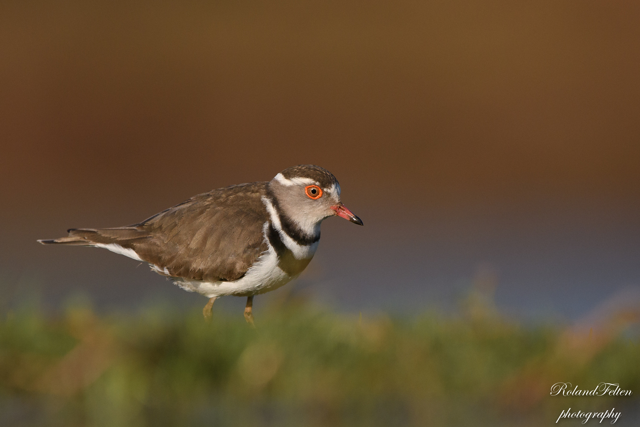 Nikon AF-S Nikkor 200-400mm F4G ED-IF VR sample photo. Three-banded plover photography