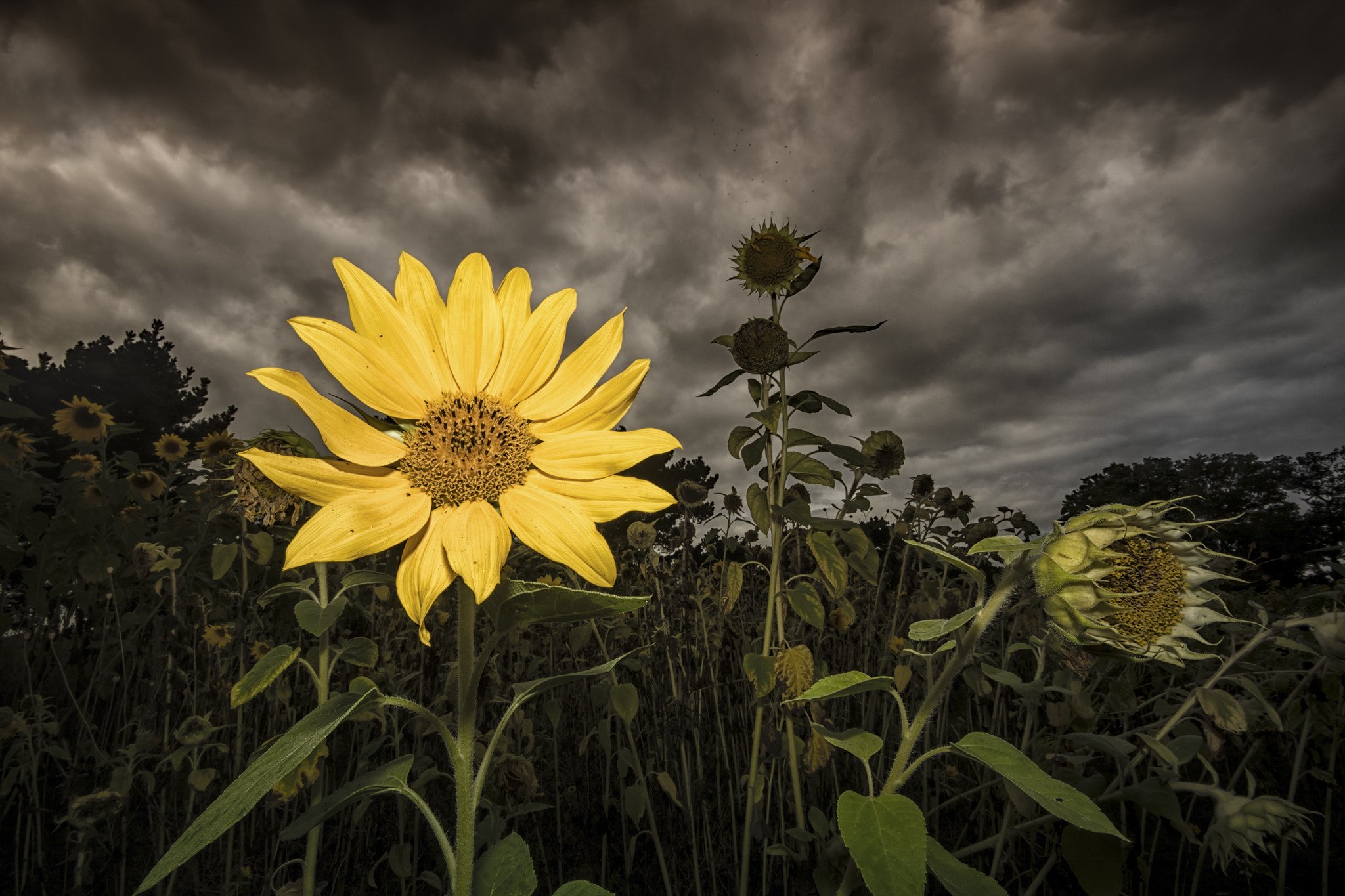 Nikon D500 sample photo. The sunflower photography