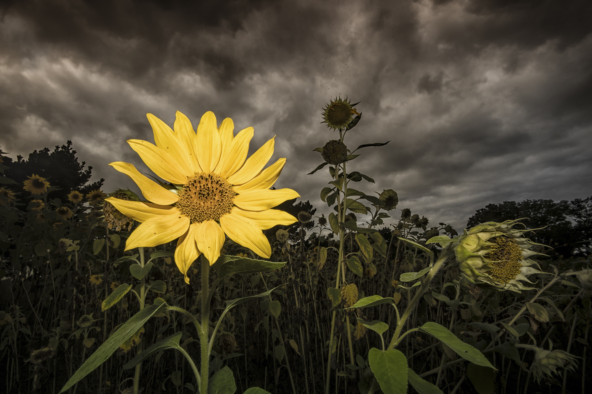 Sigma 10-20mm F4-5.6 EX DC HSM sample photo. The sunflower photography