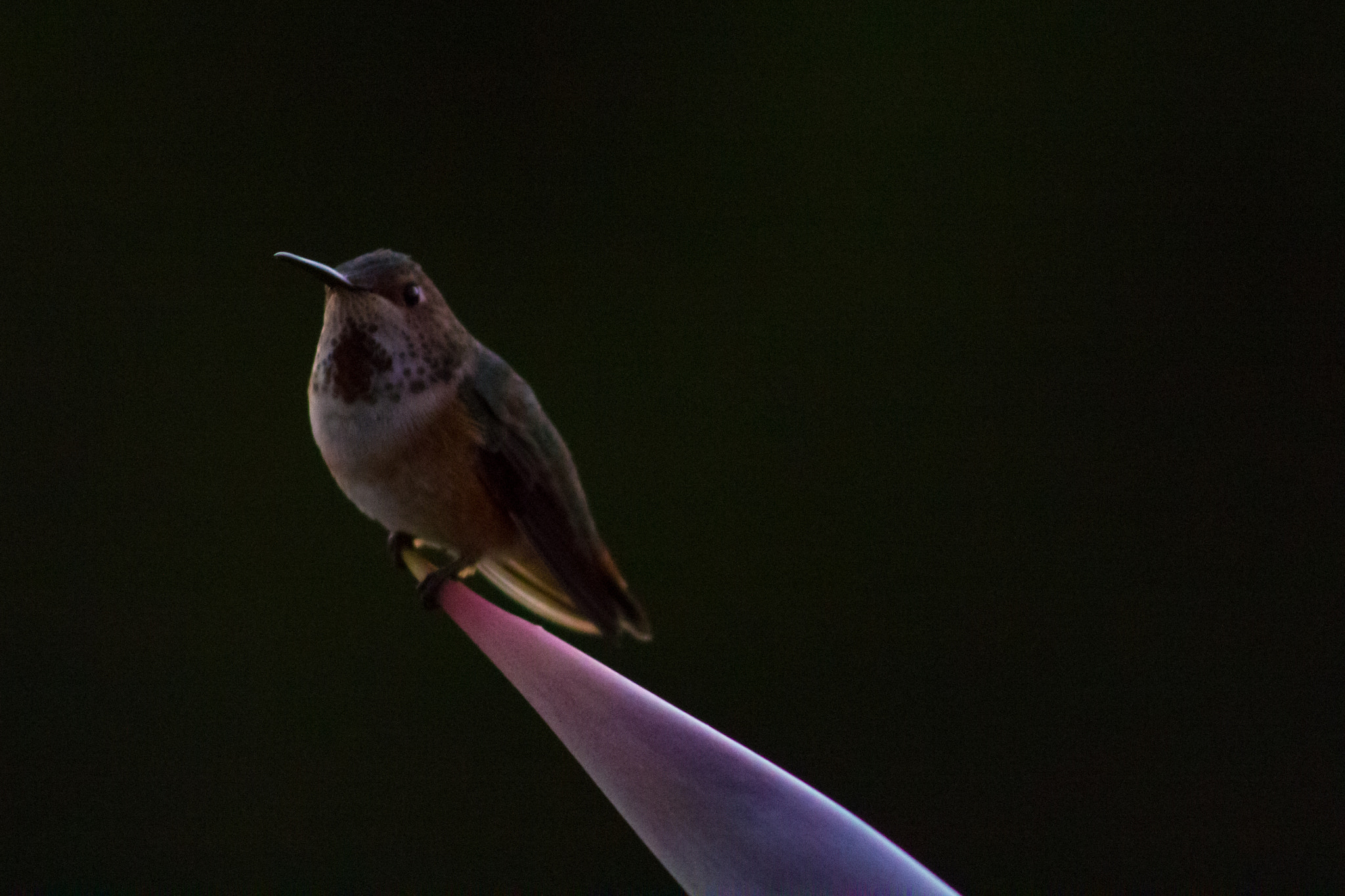 Canon EF 75-300mm f/4-5.6 USM sample photo. Getty hummingbird photography