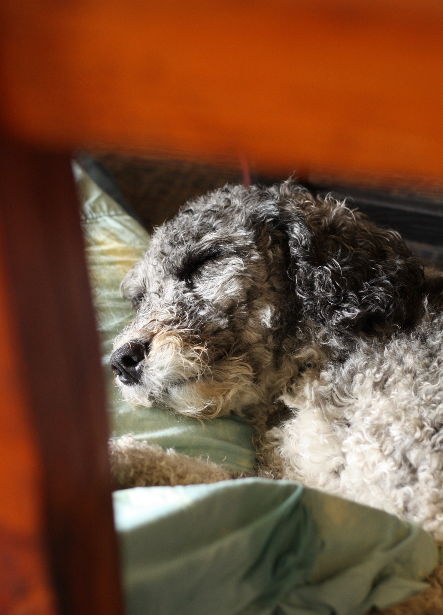 Canon EOS 450D (EOS Rebel XSi / EOS Kiss X2) sample photo. Safe under the table photography