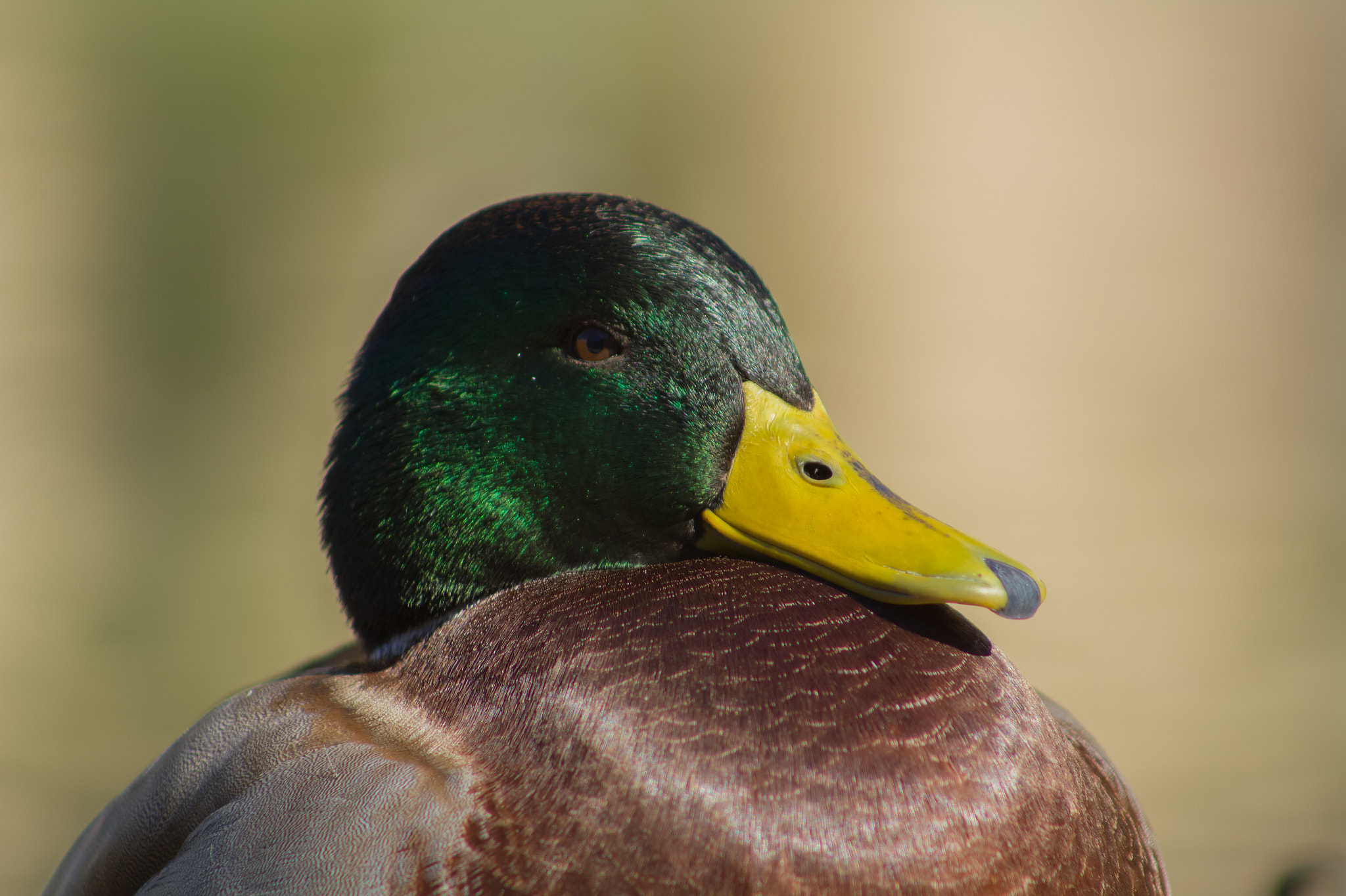 Canon EF 75-300mm f/4-5.6 USM sample photo. Mallard headshot photography