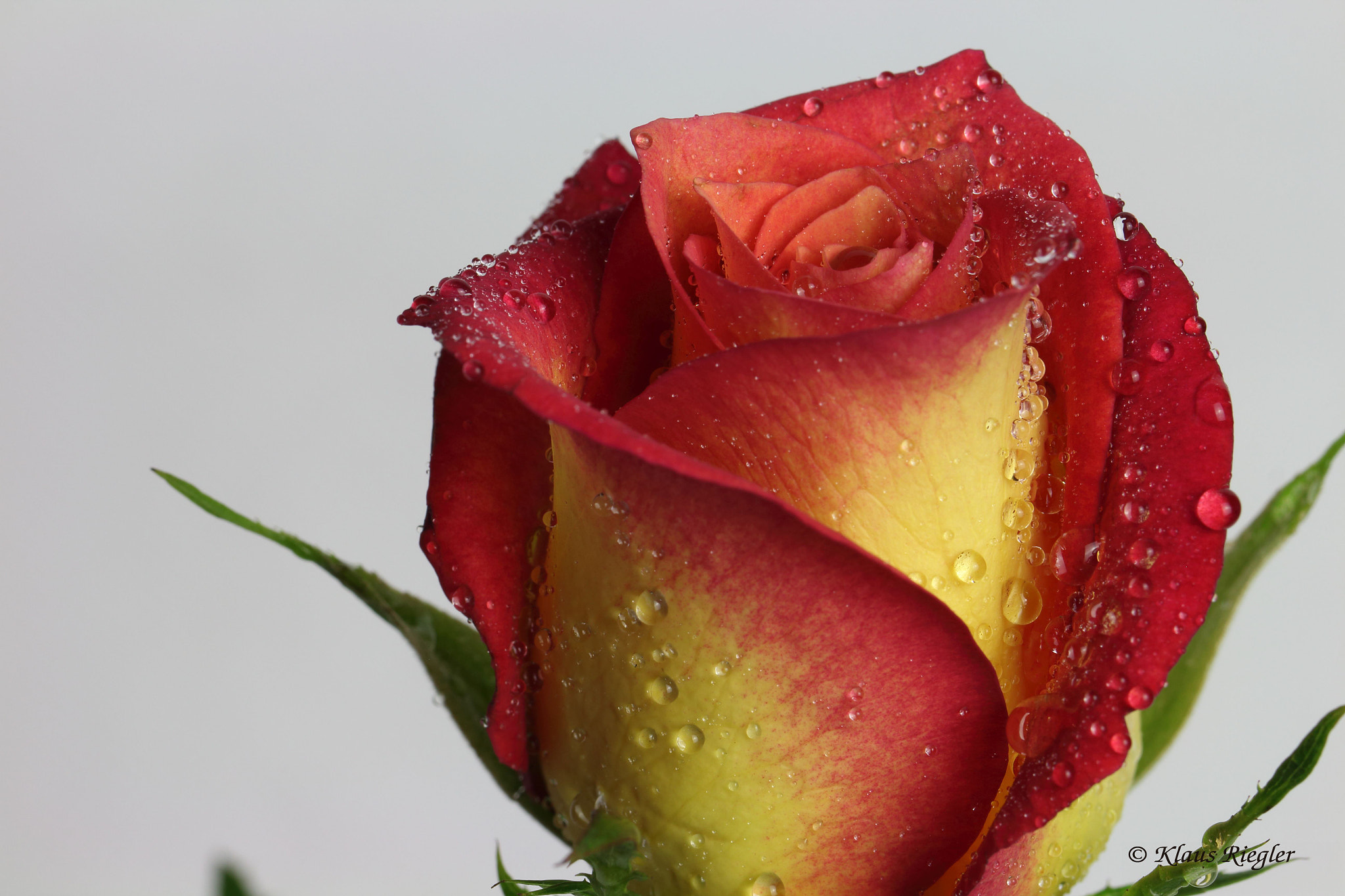 Canon EF 100mm F2.8L Macro IS USM sample photo. Die rose photography