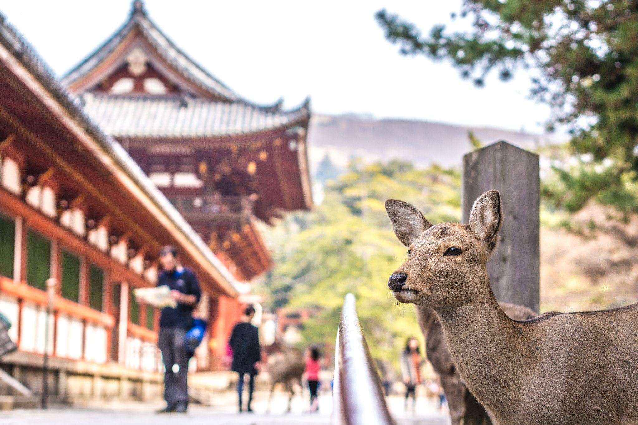 Panasonic Lumix DMC-G5 + Olympus M.Zuiko Digital 45mm F1.8 sample photo. The deer of nara photography