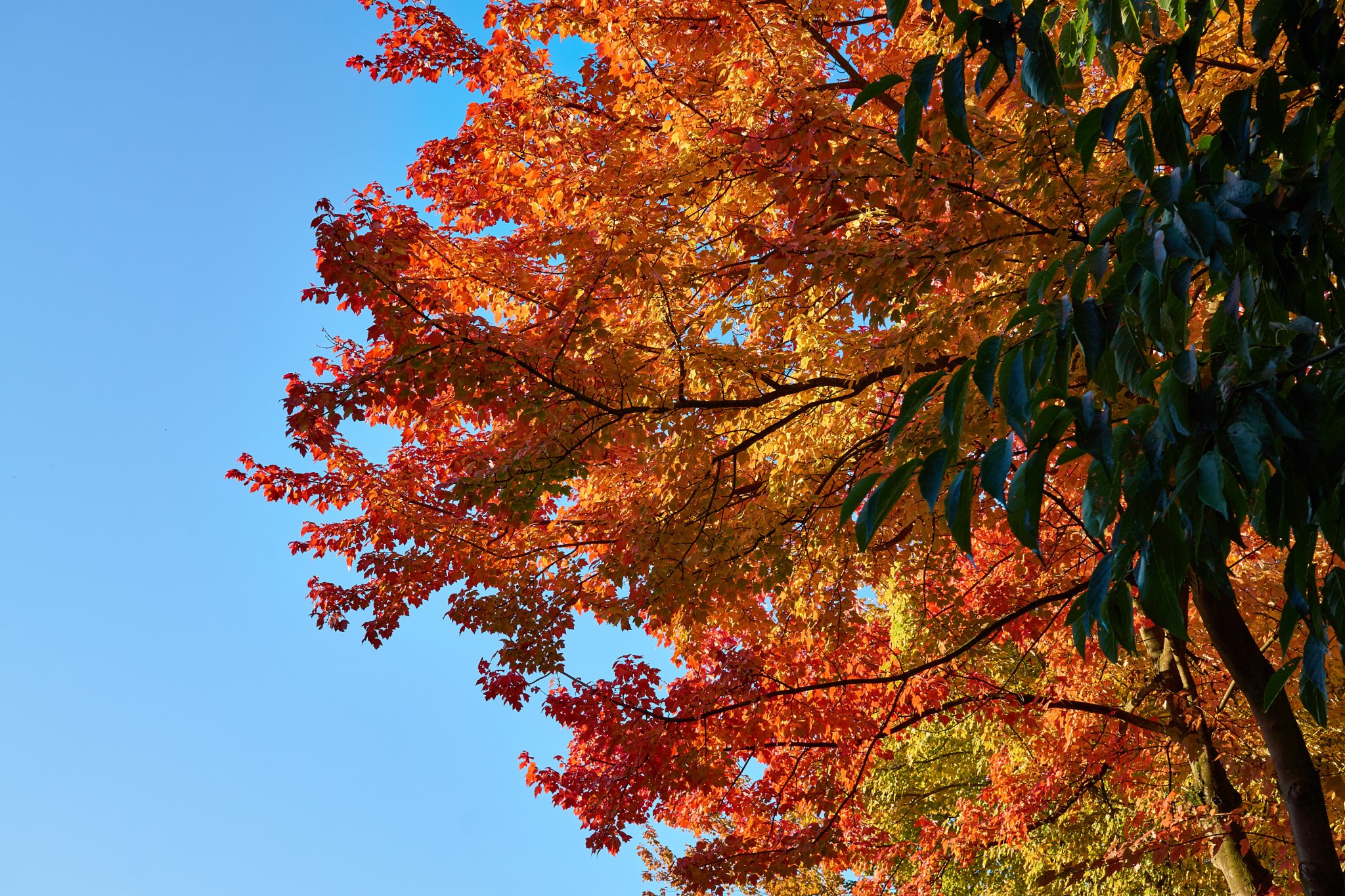 Sony a6000 + Sigma 30mm F2.8 EX DN sample photo. Colors of fall photography