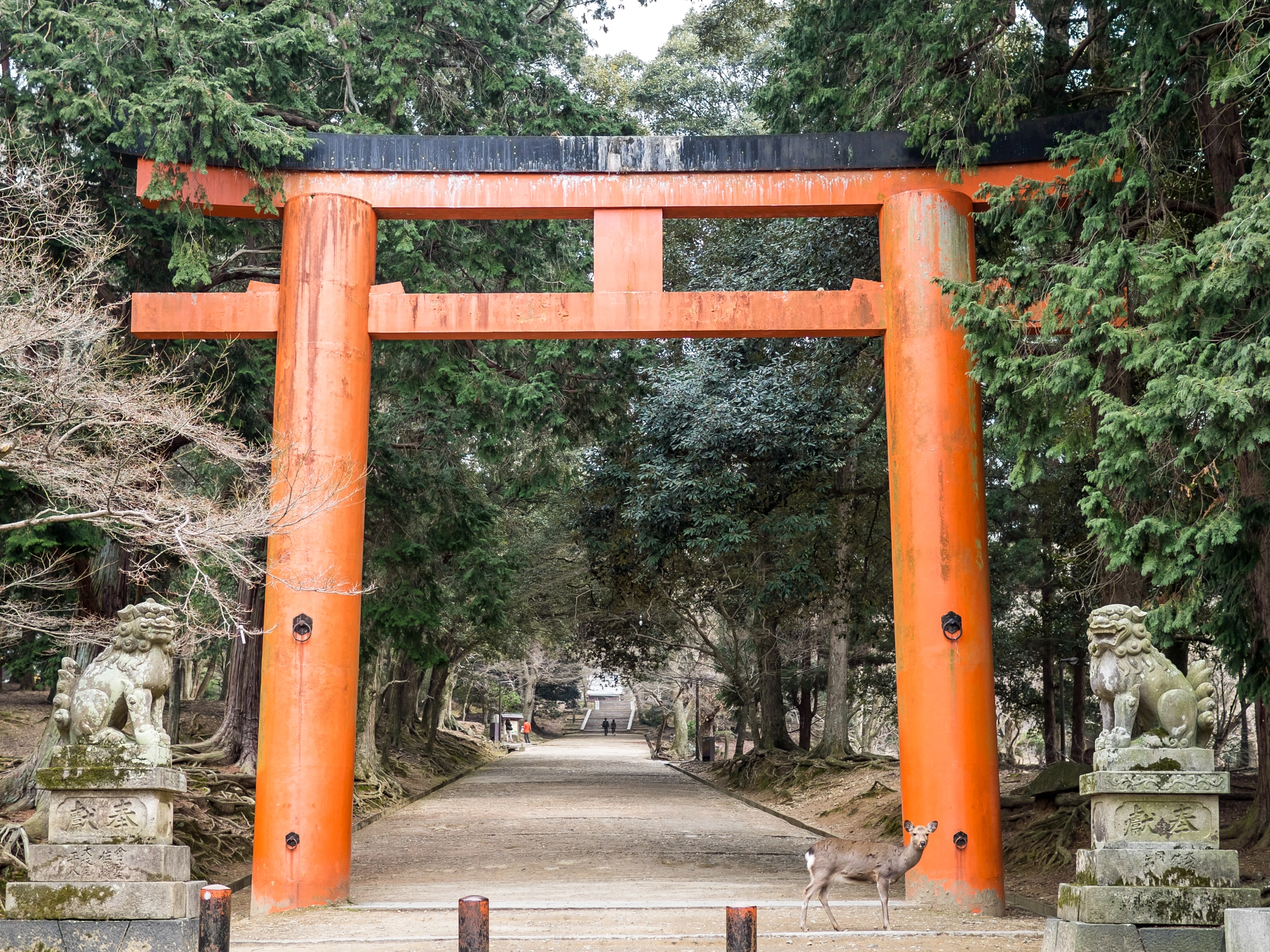 Olympus OM-D E-M1 + Panasonic Lumix G 20mm F1.7 ASPH sample photo. A gate to nara park photography