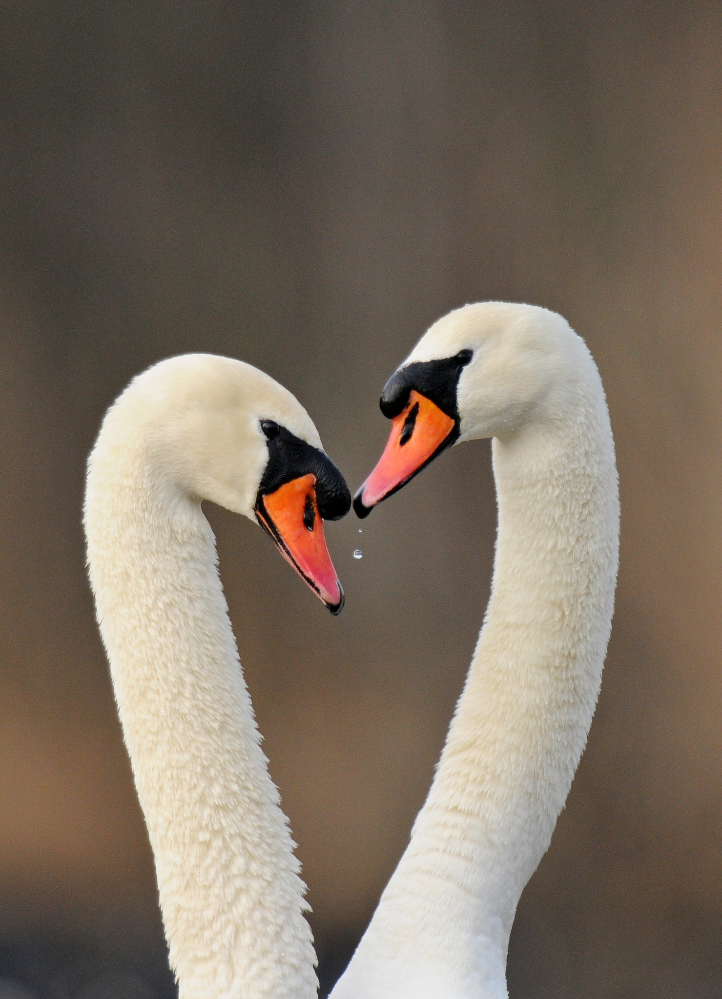 Nikon D300S sample photo. Swan couple photography