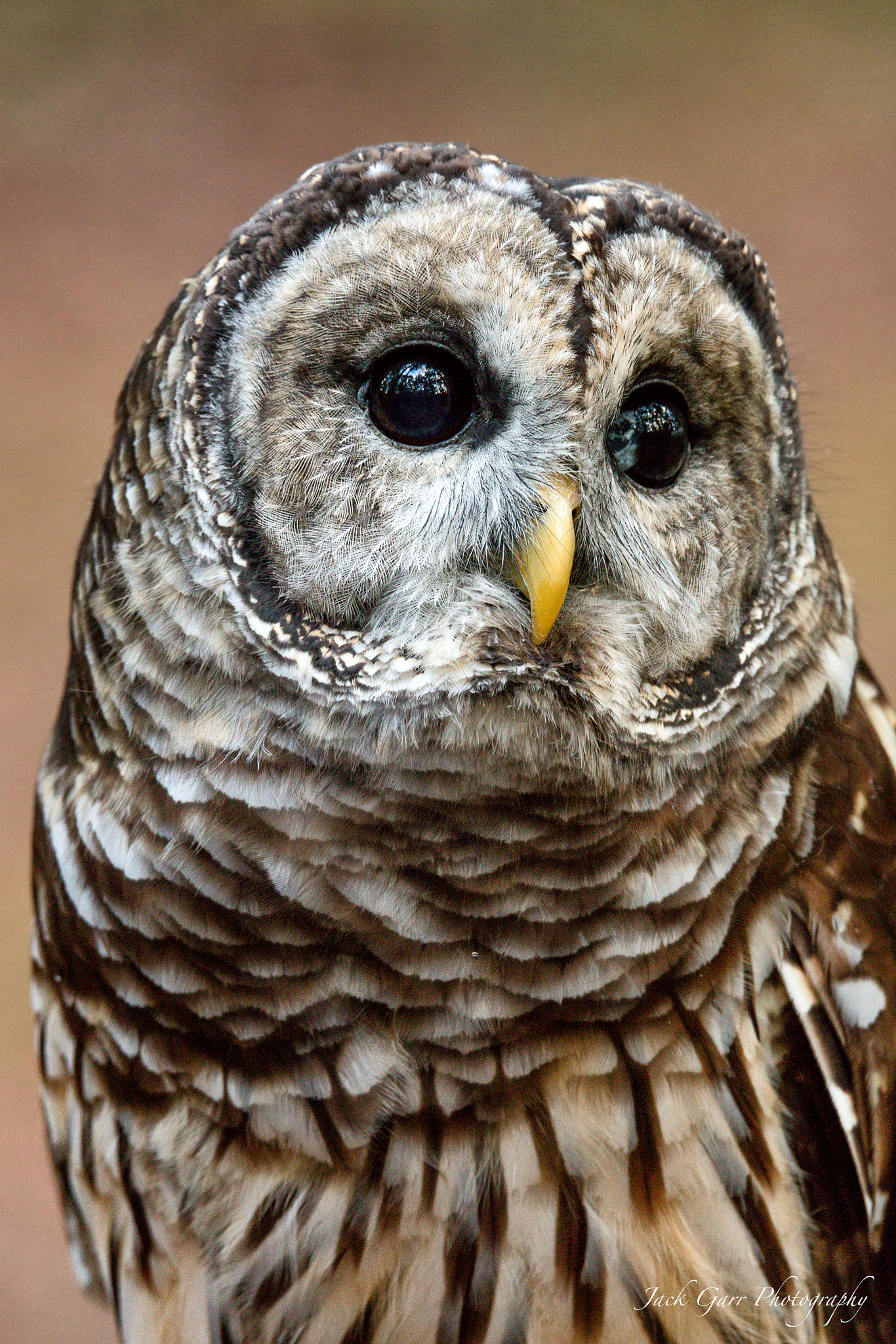 Canon EOS 5DS sample photo. Barred owl photography