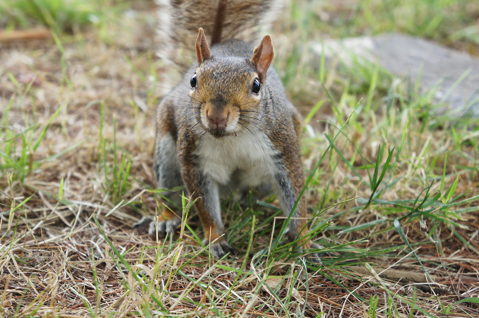 Sony Alpha NEX-3 sample photo. Looking 4 nuts.jpg photography