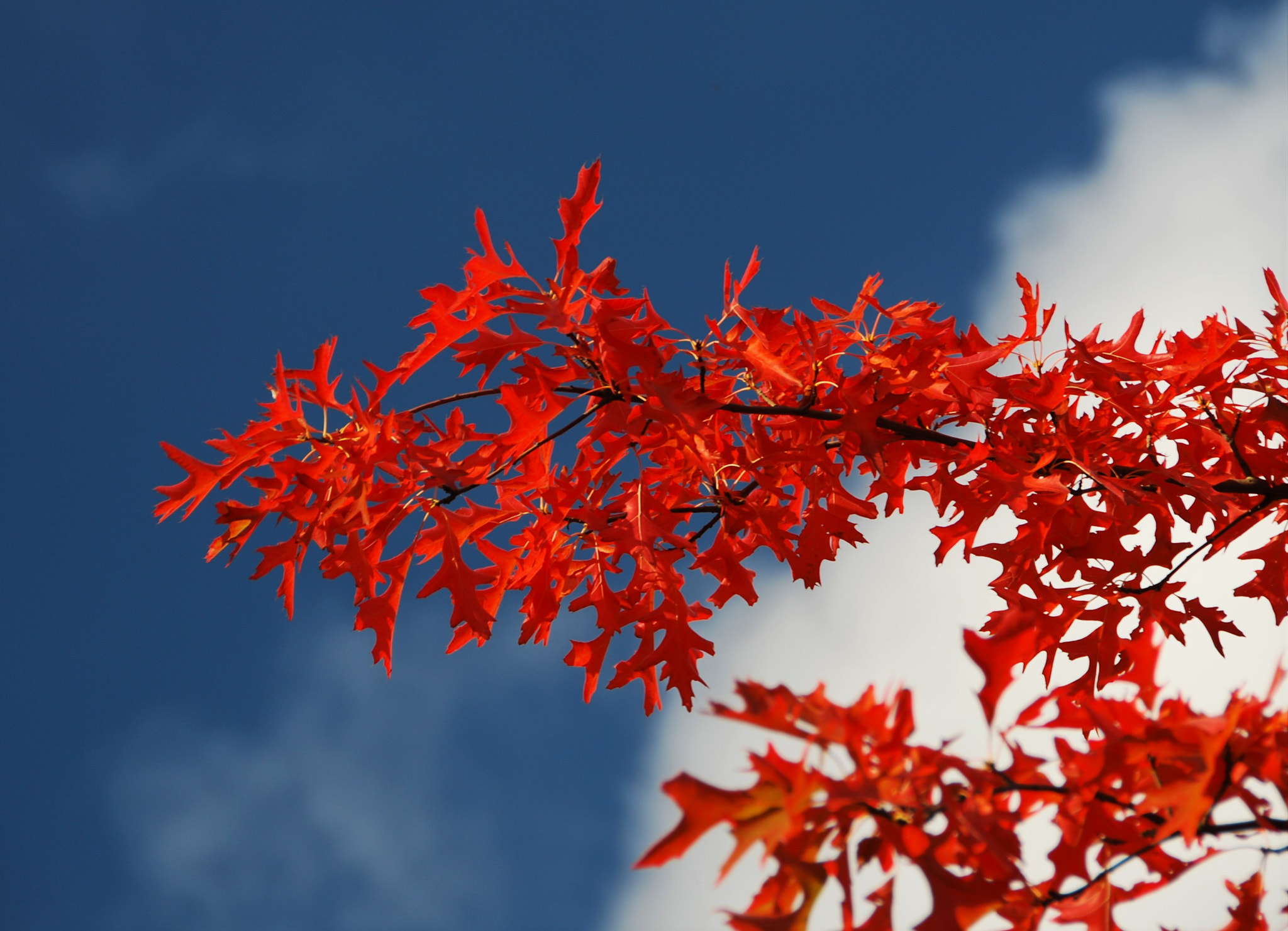 Nikon D60 + Nikon AF-S DX Nikkor 18-200mm F3.5-5.6G ED VR II sample photo. Autumn red, white & blue photography