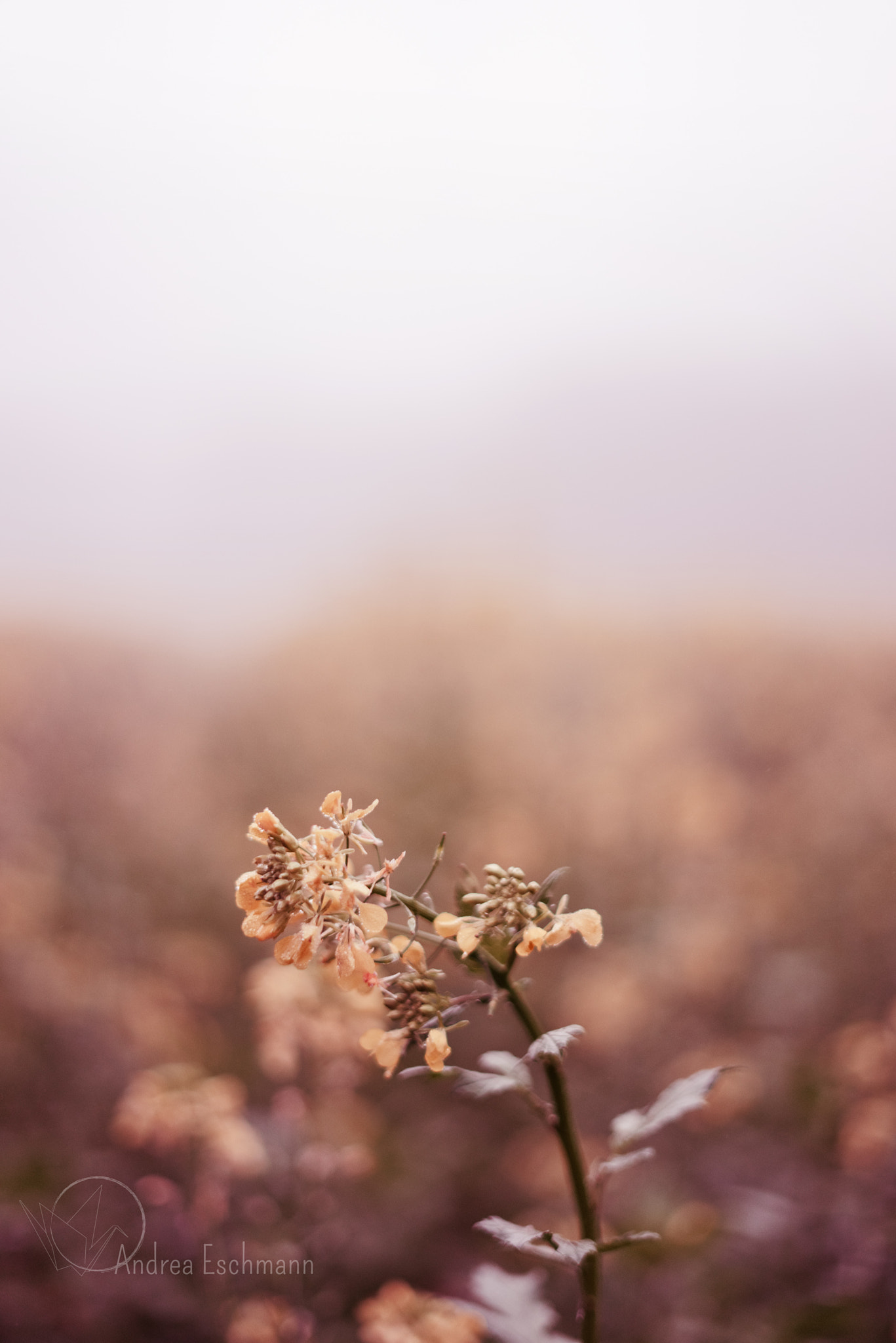 Sony a7R sample photo. Summertime sadness photography