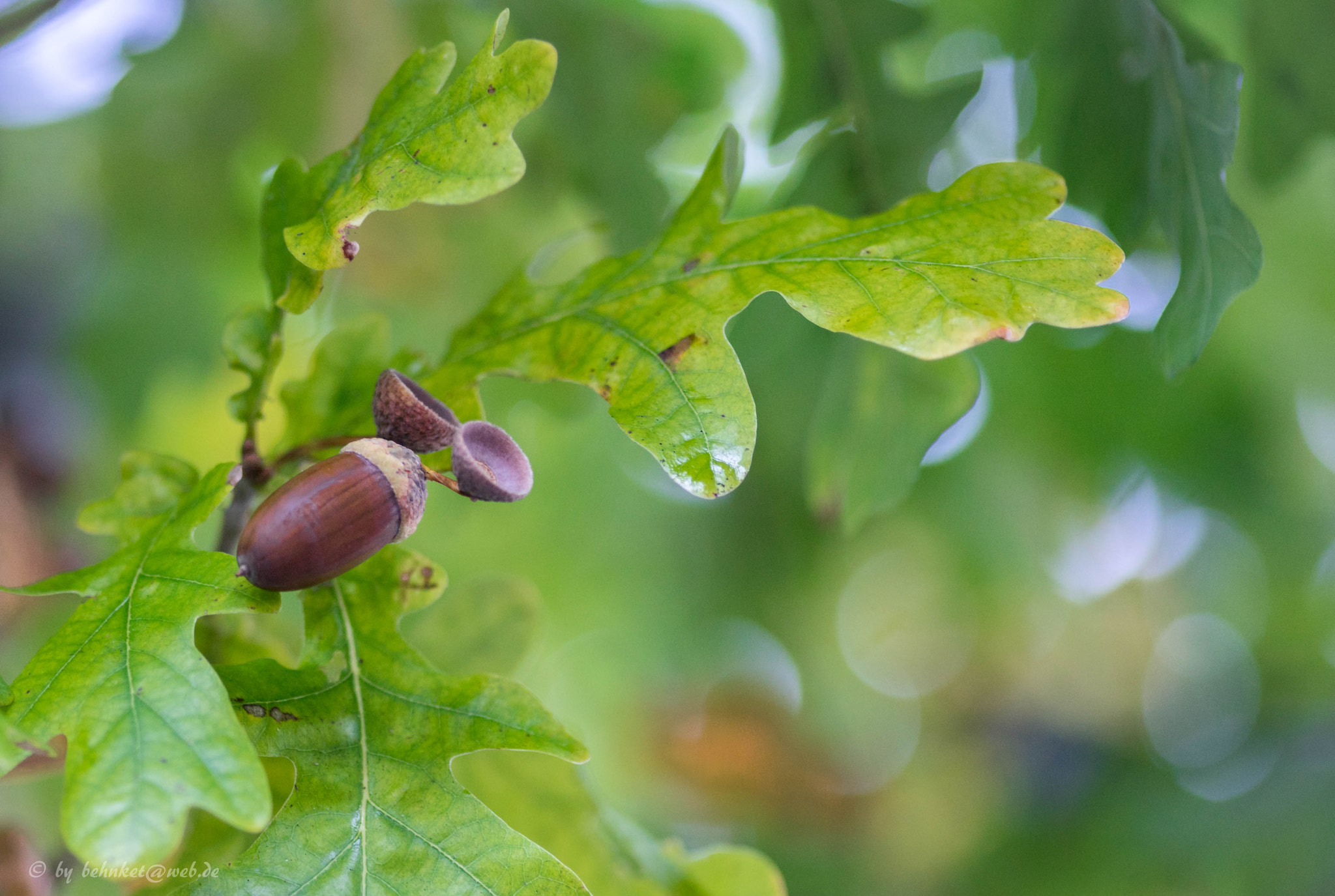 Sigma AF 105mm F2.8 EX [DG] Macro sample photo. Autumn oak photography