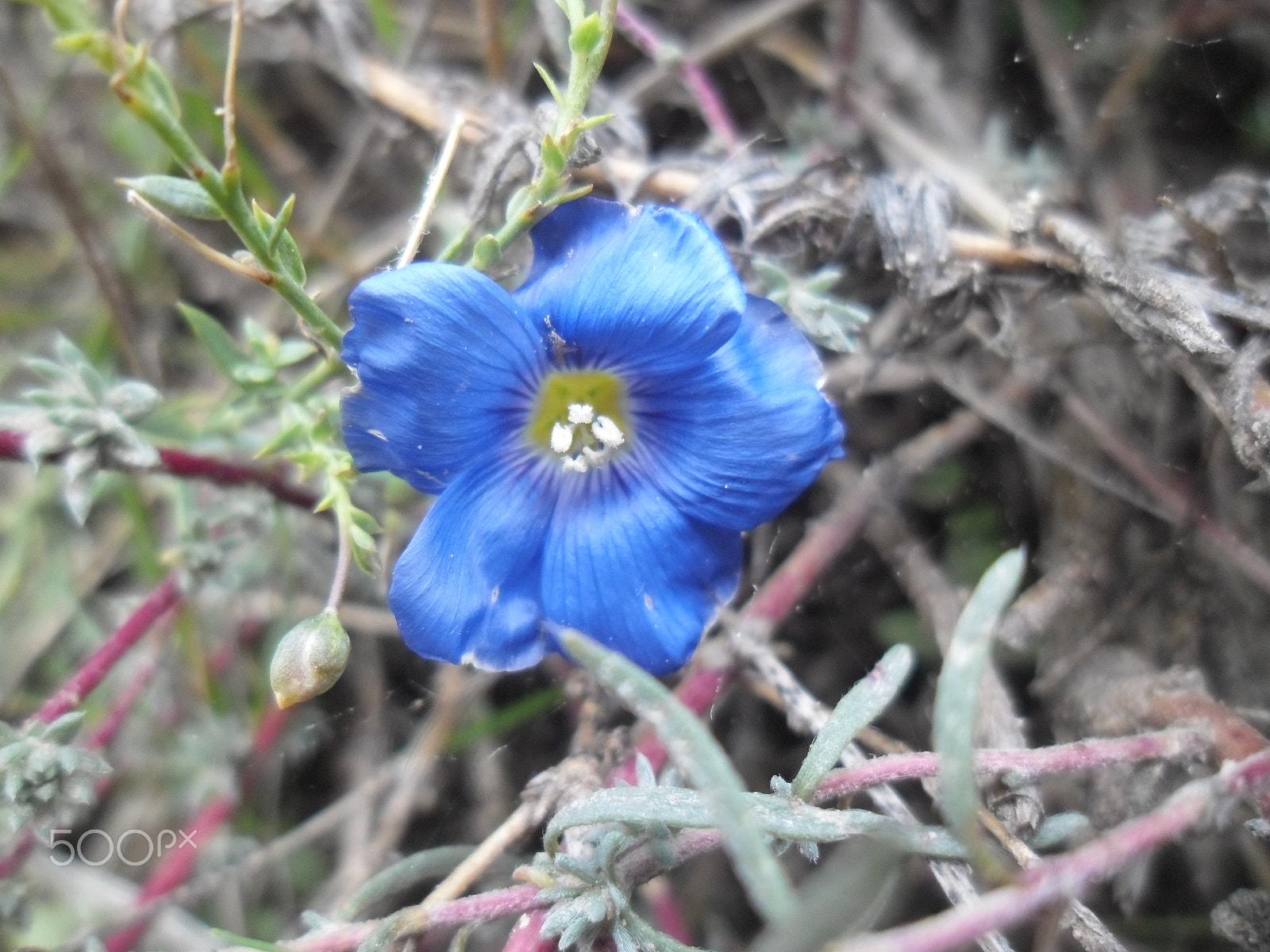 Samsung ES90/ ES91 sample photo. Blue flower... photography