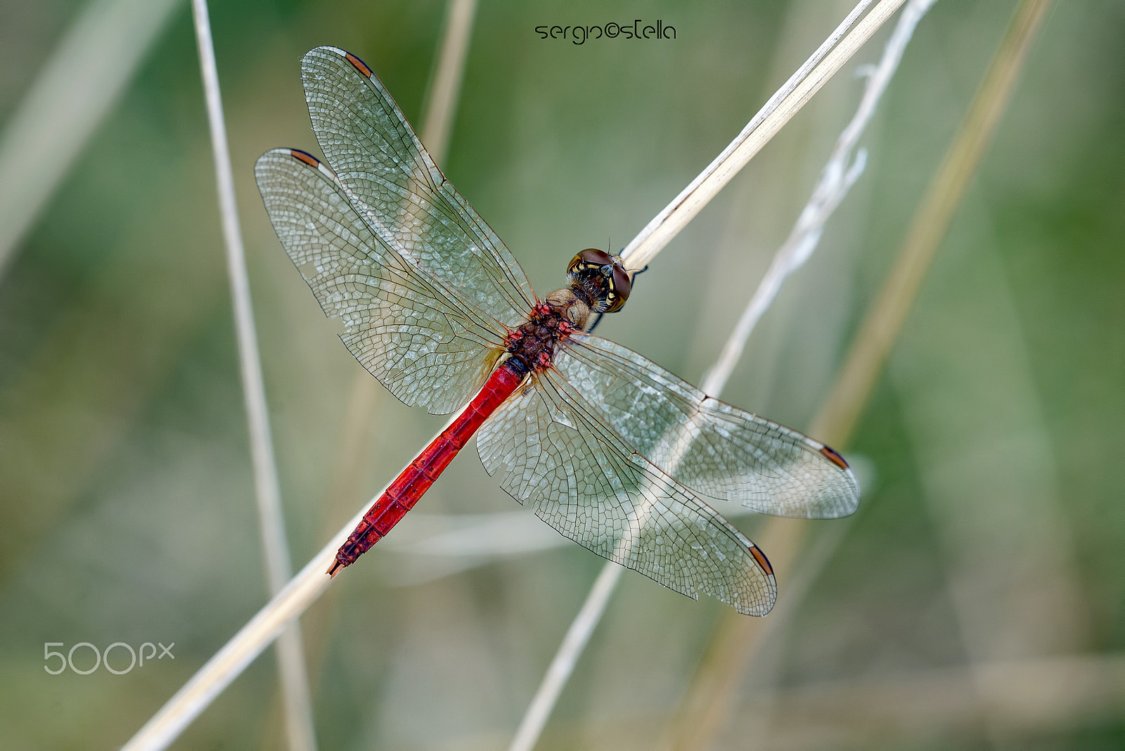 Sigma 150mm F2.8 EX DG Macro HSM sample photo. __red photography