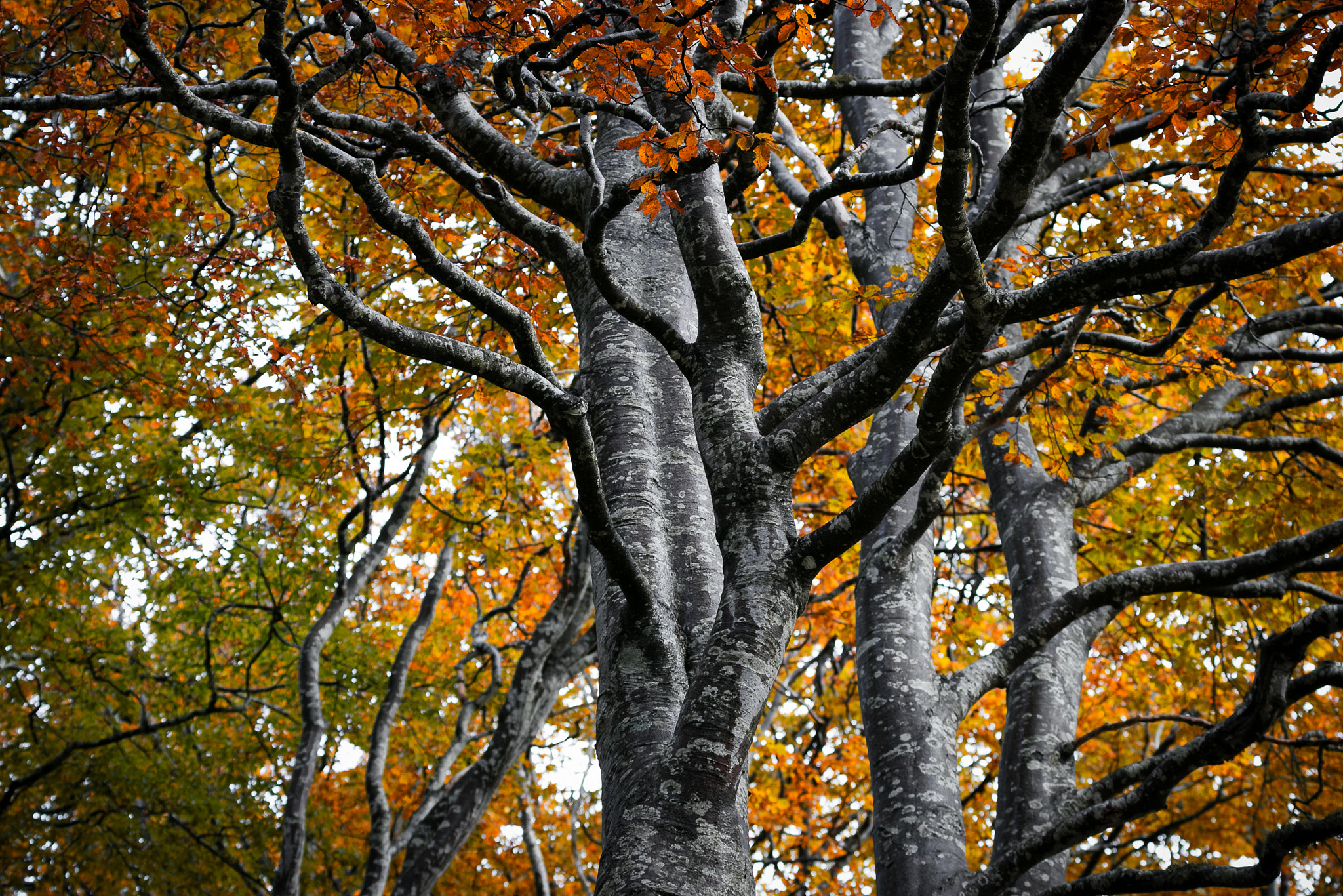 Canon EF 70-300mm F4-5.6L IS USM sample photo. Lago santo, parma  italy photography