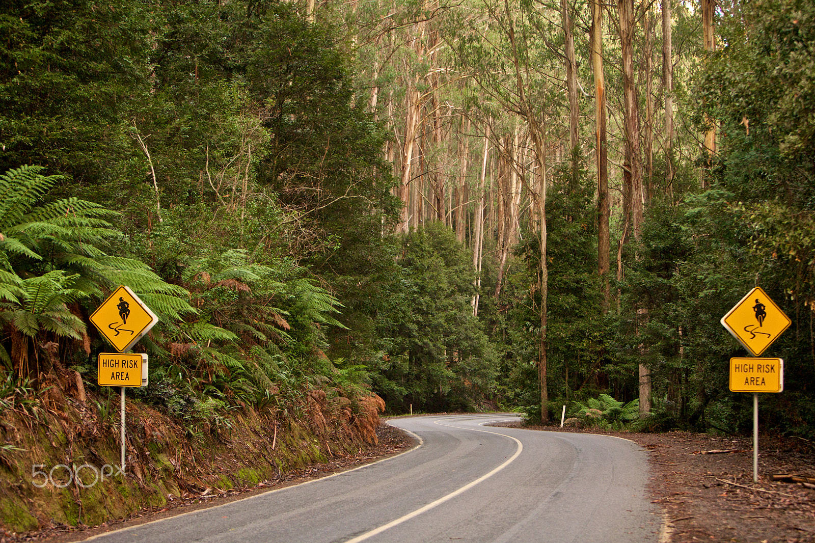 Canon EF 70-200mm F2.8L IS USM sample photo. Road in a forrest photography