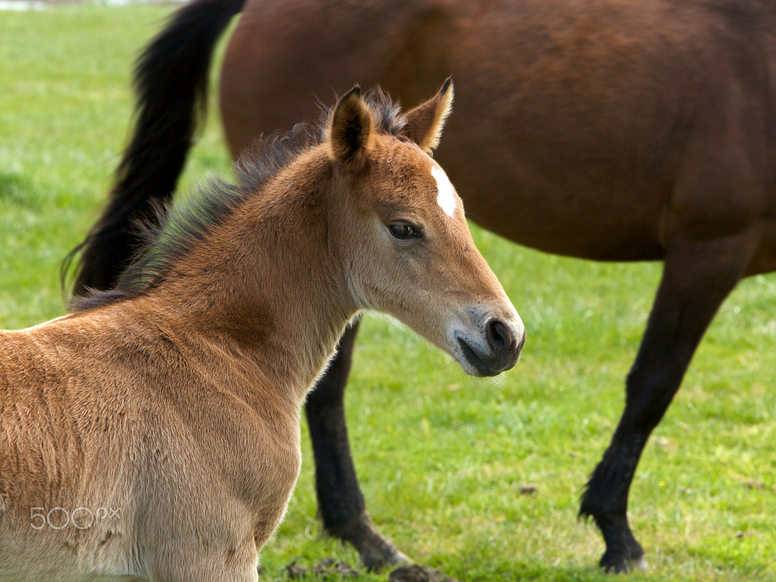 Canon EF 70-200mm F2.8L IS USM sample photo. Foal standing in a field photography