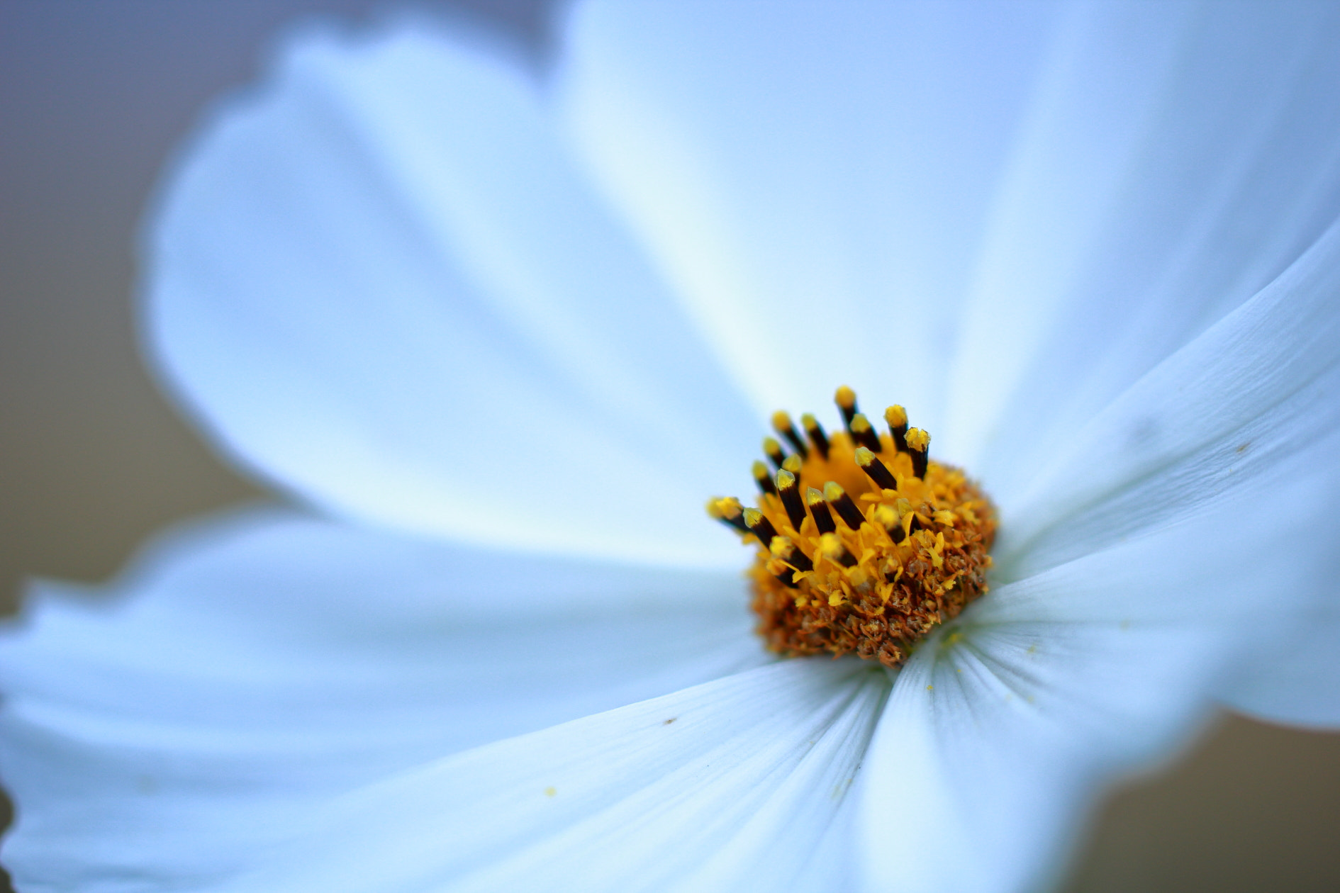 Canon EOS 60D + Tamron SP AF 60mm F2 Di II LD IF Macro sample photo. White cosmos. photography