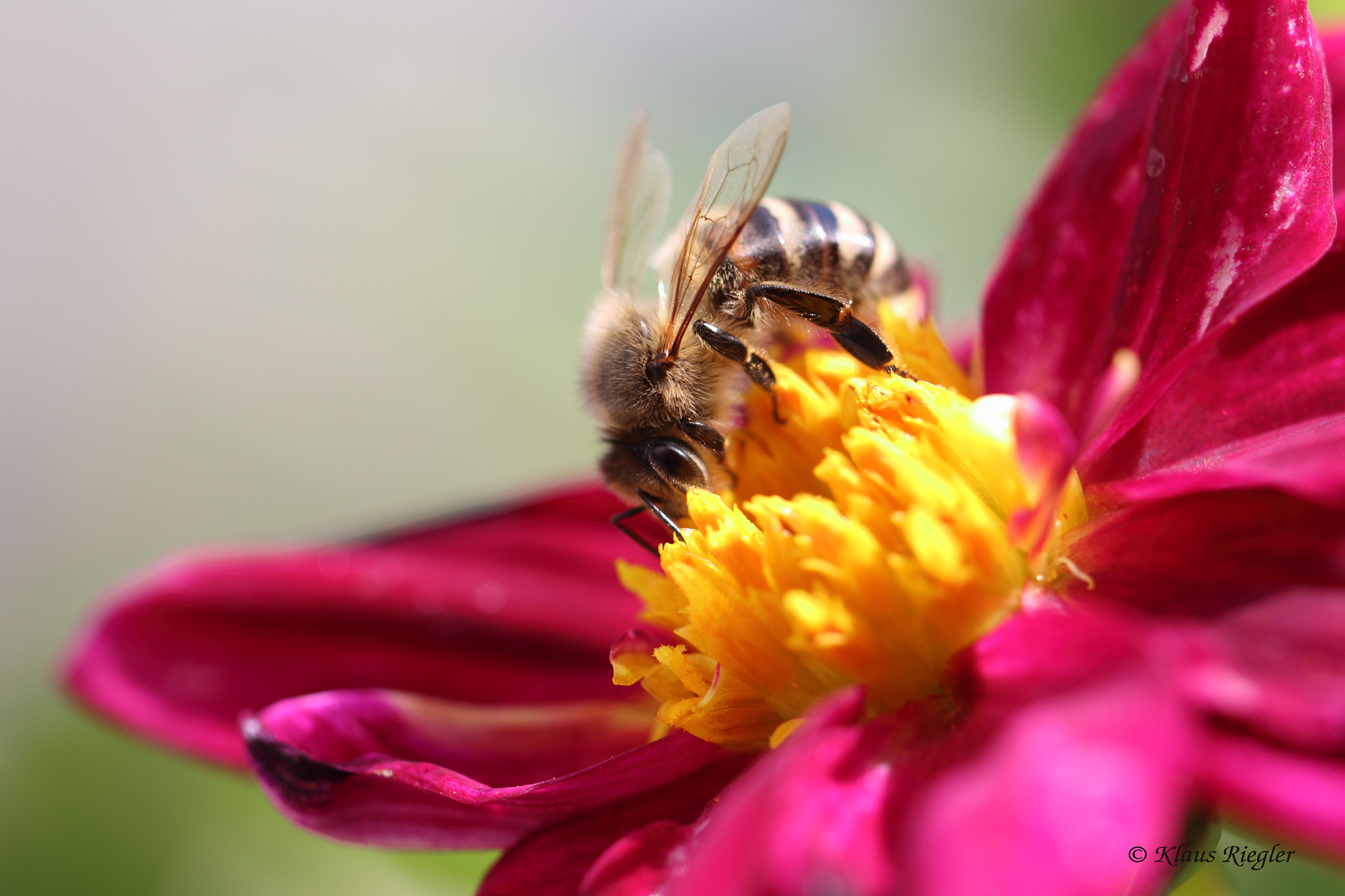 Canon EF 100mm F2.8L Macro IS USM sample photo. Bee photography