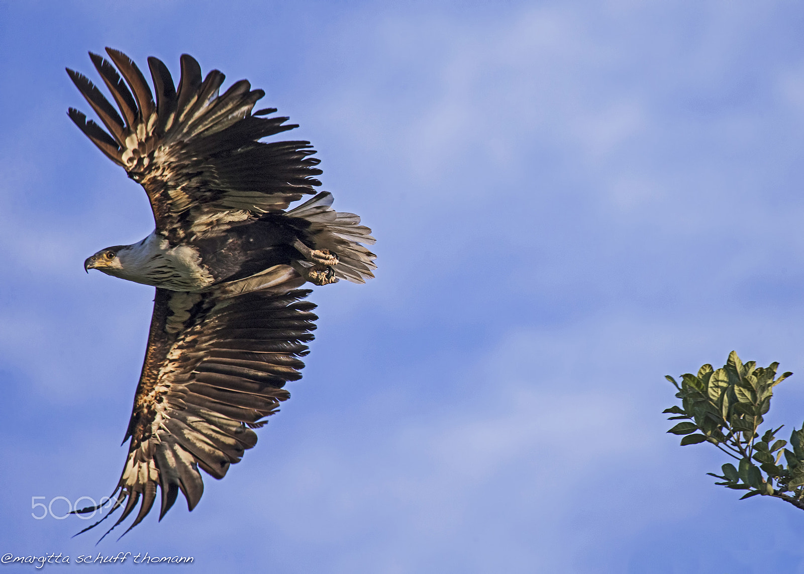 Canon EOS-1D X + Canon EF 100-400mm F4.5-5.6L IS USM sample photo. Fish eagle.. photography
