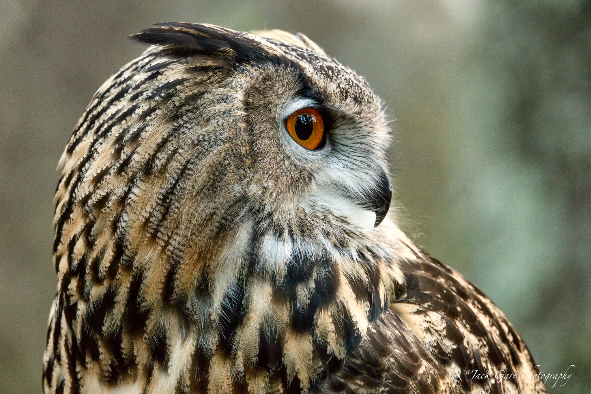 Canon EOS 5DS sample photo. Eurasian eagle owl profile photography