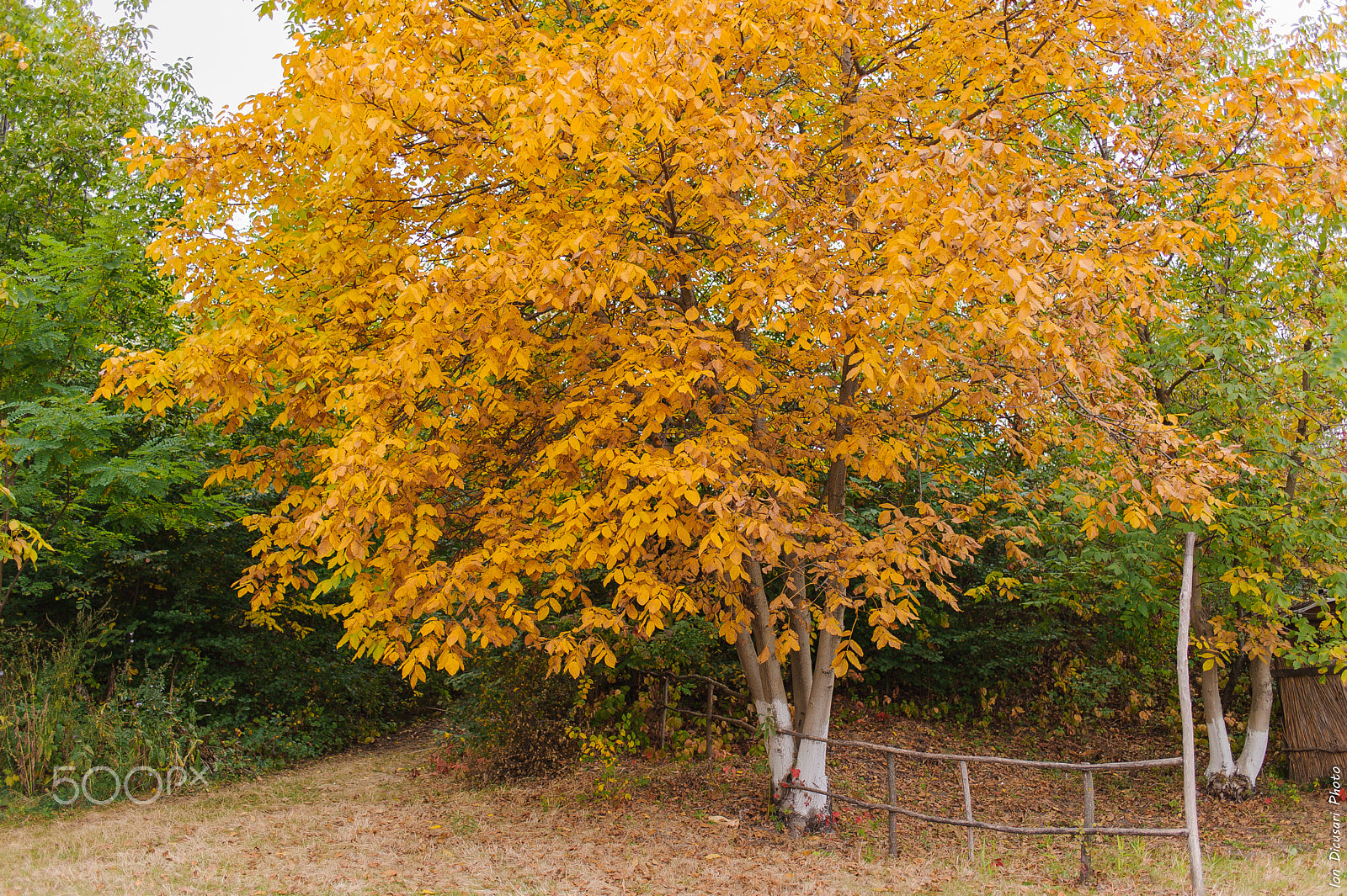 Nikon D700 + Nikon AF-S Nikkor 35mm F1.8G ED sample photo. The autumn photography