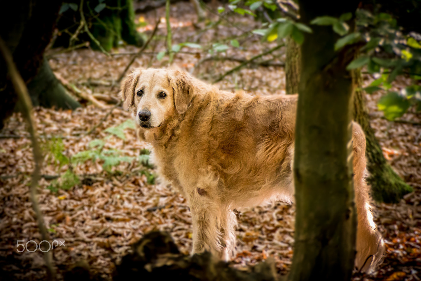 Sony SLT-A68 sample photo. Old but happy photography
