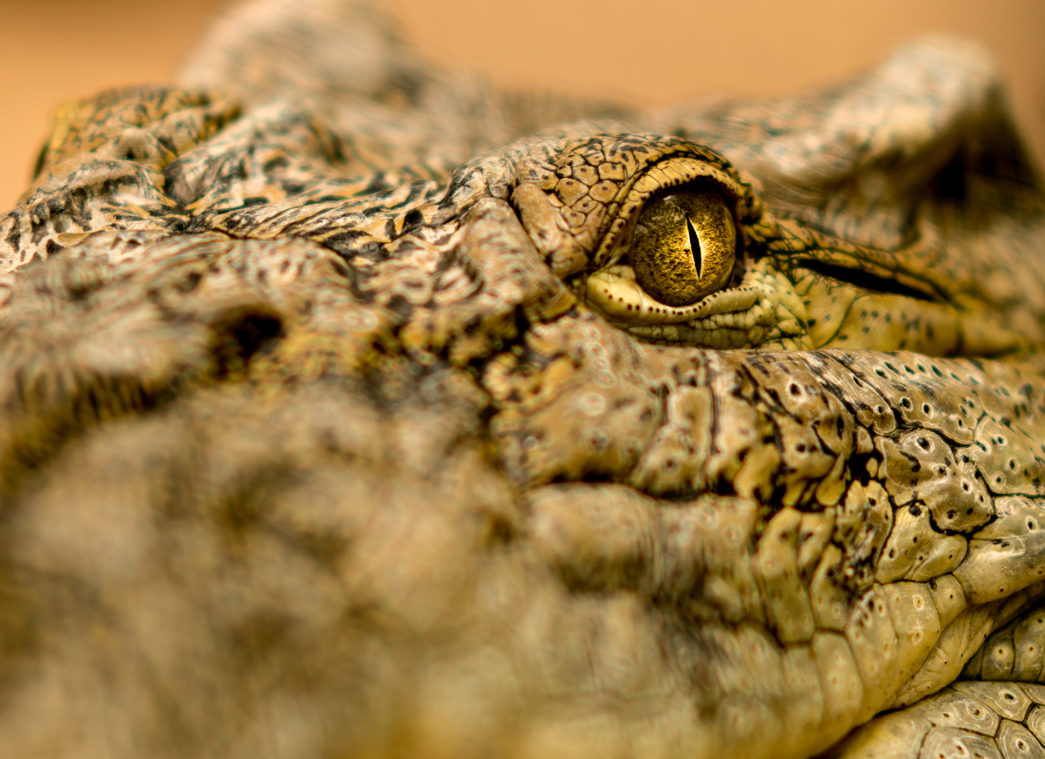 Nikon D800 + AF DC-Nikkor 135mm f/2D sample photo. Close  to a croc photography