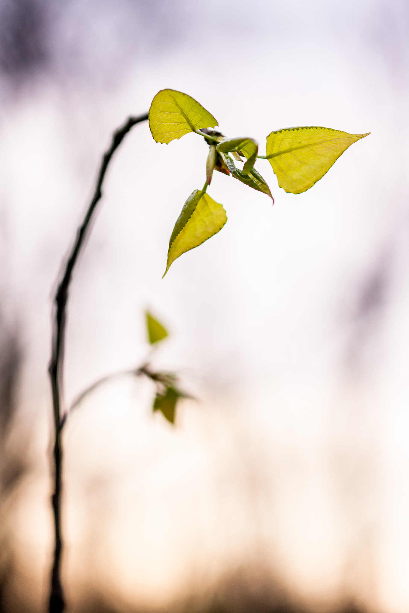 Sigma 50mm F1.4 EX DG HSM sample photo. Spring poplar photography