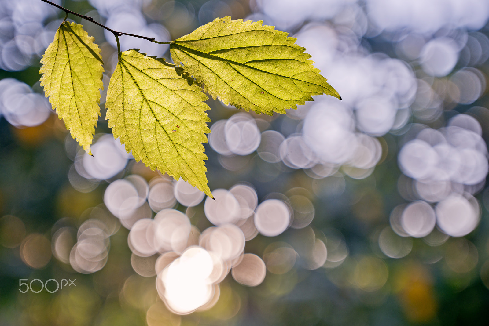 Nikon AF-S Nikkor 17-35mm F2.8D ED-IF sample photo. Autumn leaves, defocused photography