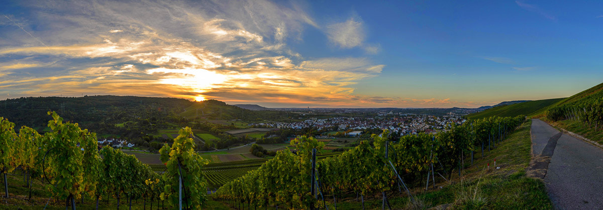 Nikon D600 sample photo. Sunset in the vineyard. photography