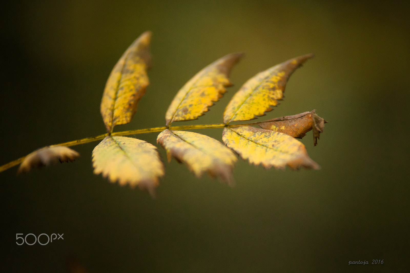 Tamron SP AF 70-200mm F2.8 Di LD (IF) MACRO sample photo. Autumn photography