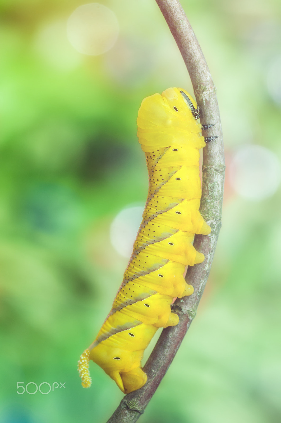 Nikon D300 sample photo. I will be a butterfly photography