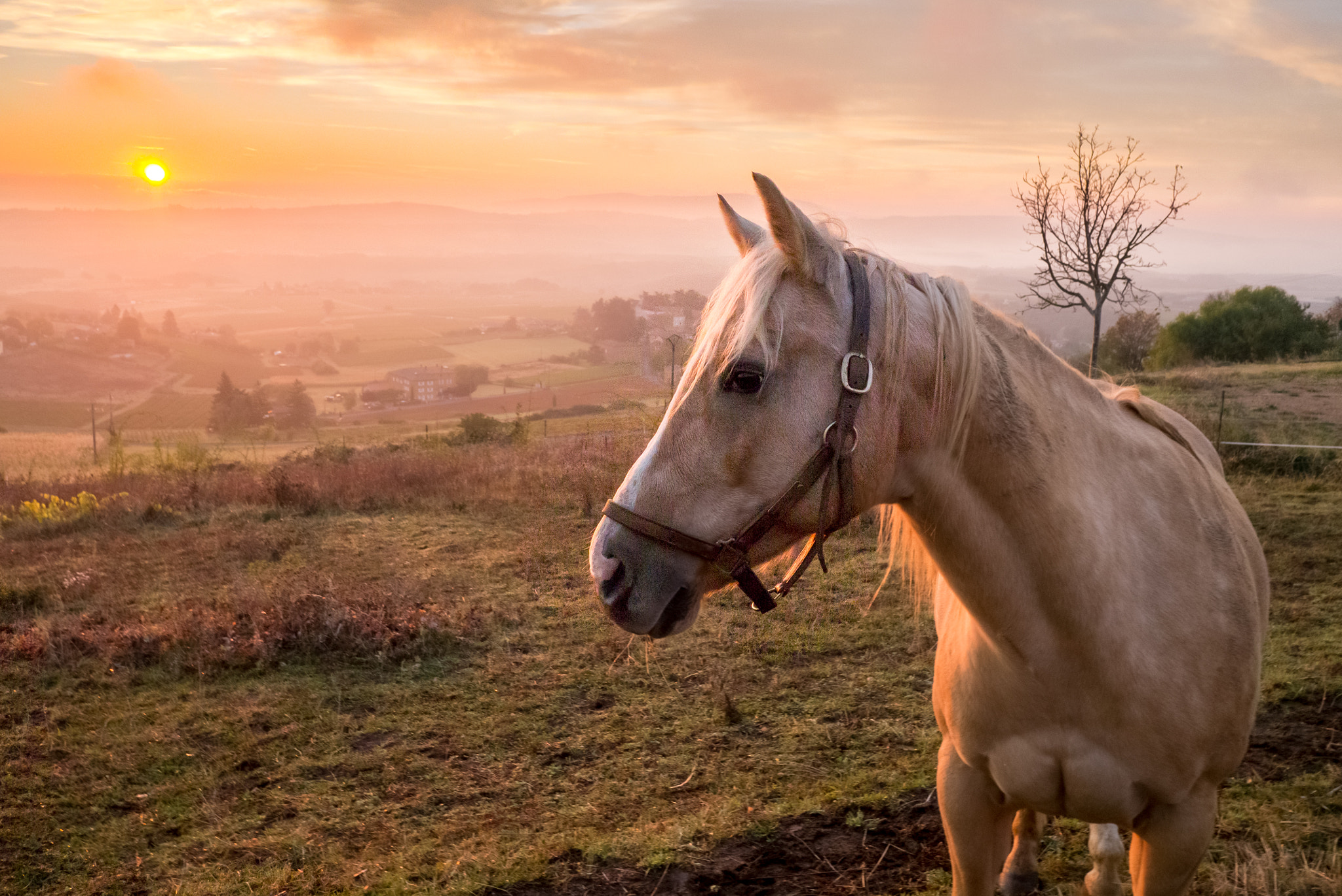 Panasonic Lumix DMC-GX1 + Panasonic Lumix G 14mm F2.5 ASPH sample photo. Horse at sunrise photography