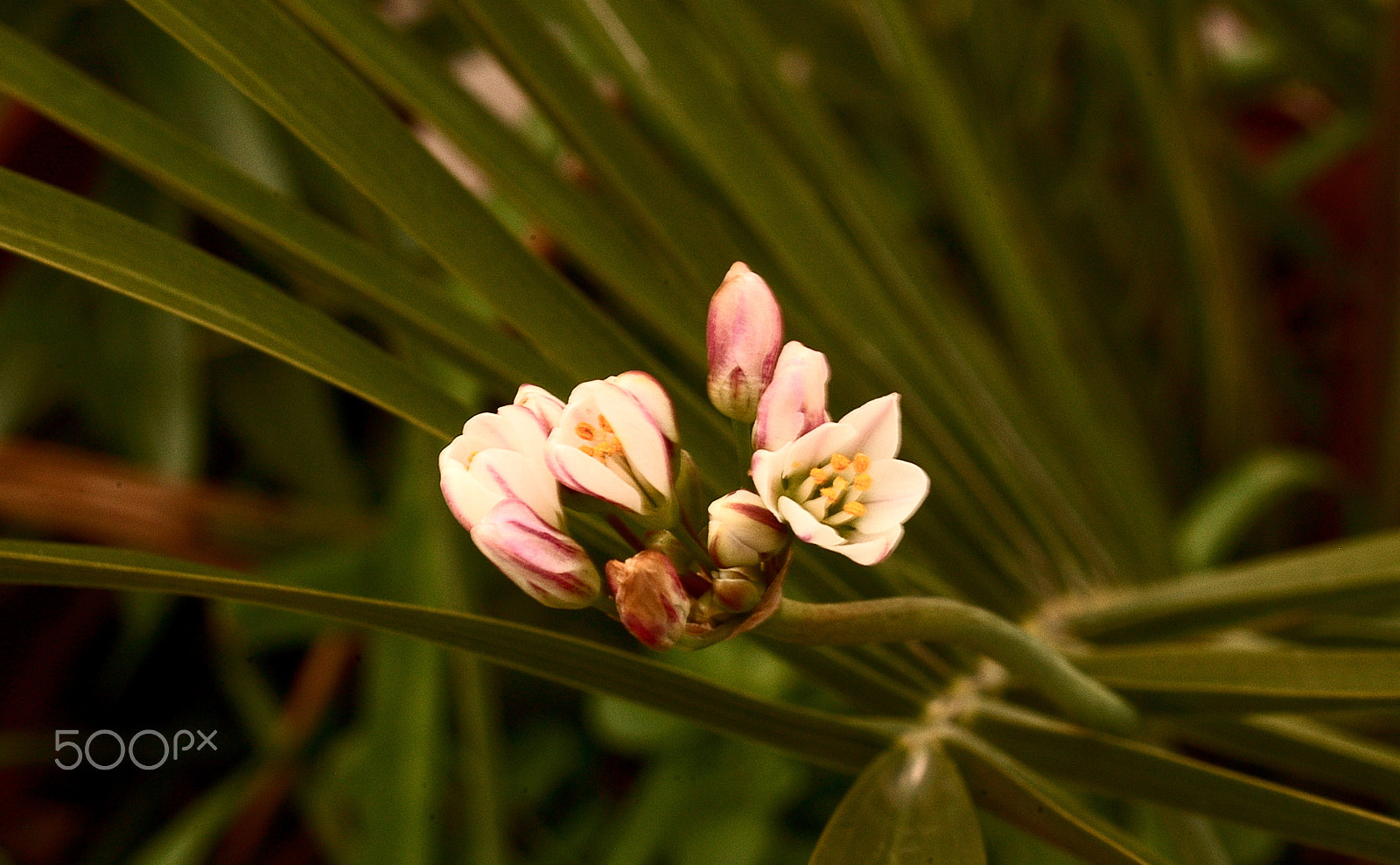 Nikon D100 sample photo. Florcitas de mi jardín photography