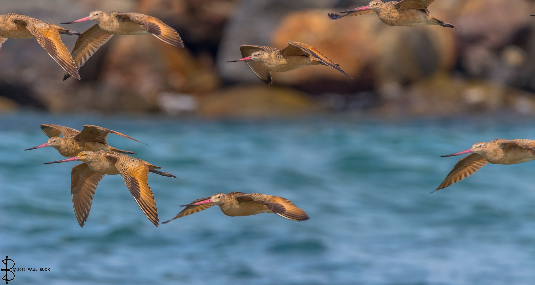 Tamron SP 150-600mm F5-6.3 Di VC USD sample photo. Marbled godwits in flight photography