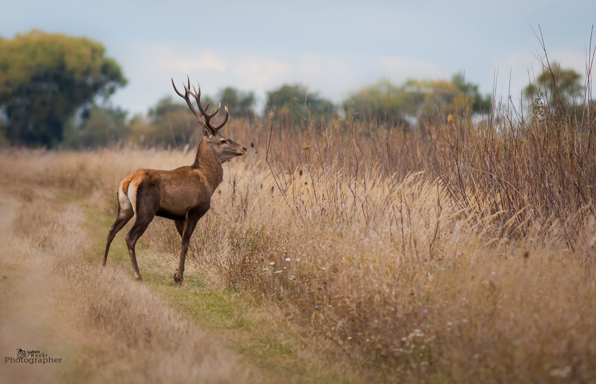 Canon EOS 5D Mark II + Canon EF 400mm F5.6L USM sample photo. Deer... photography