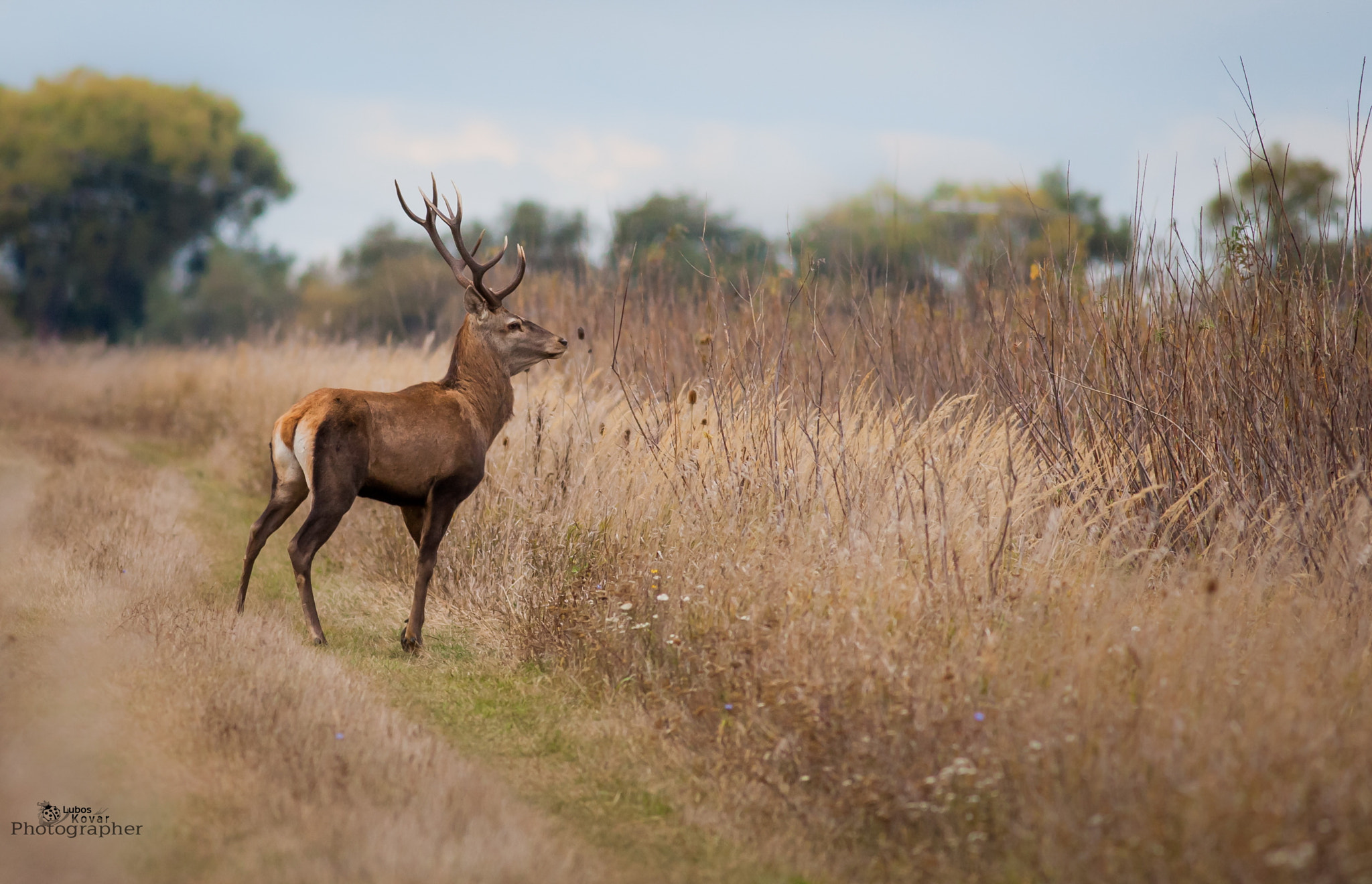 Canon EF 400mm F5.6L USM sample photo. Deer... photography