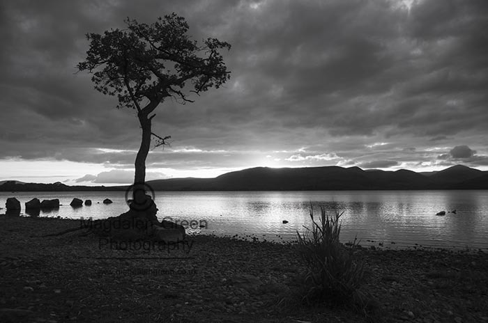 Nikon D700 + AF-S DX Zoom-Nikkor 18-55mm f/3.5-5.6G ED sample photo. Solo tree and silent rocks - a black and white view over loch lo photography
