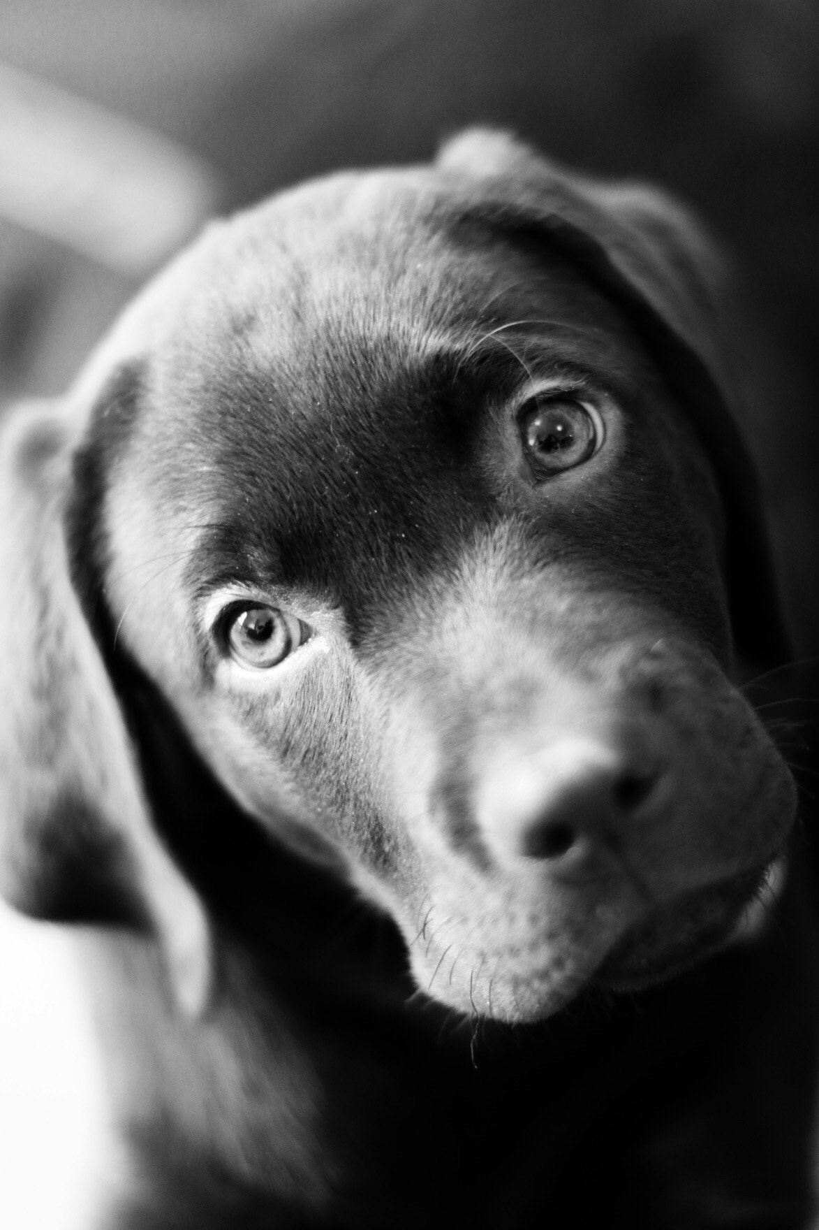 Canon EOS 80D + Canon EF 50mm F1.4 USM sample photo. Mon bébé chien ❤️❤️❤️ photography