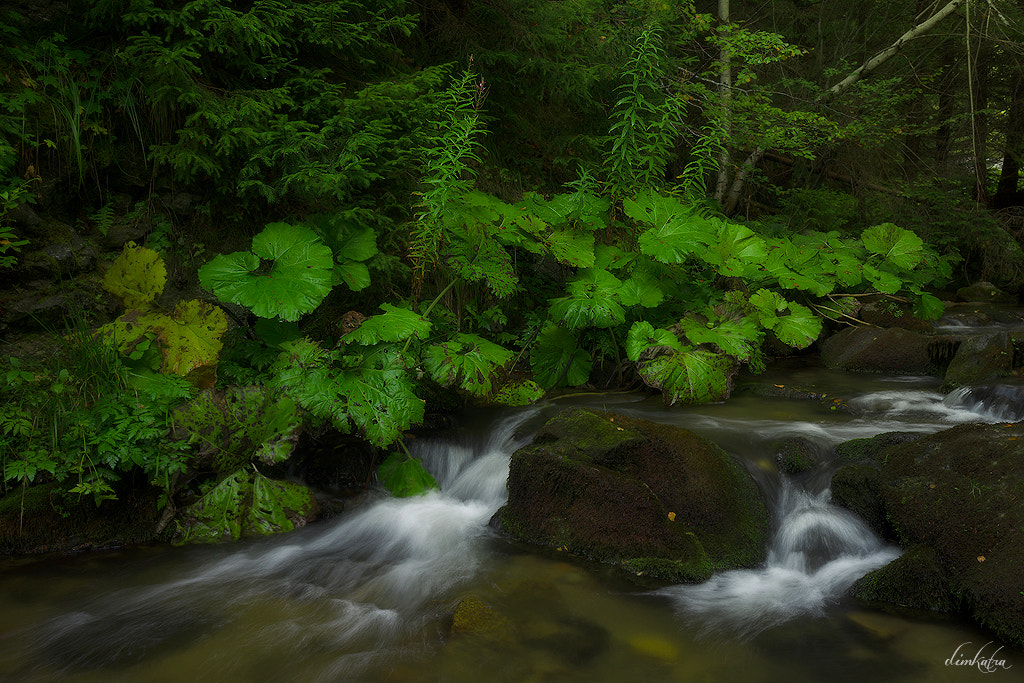 Canon EOS 6D + Canon EF 16-35mm F4L IS USM sample photo. Water and green iii photography