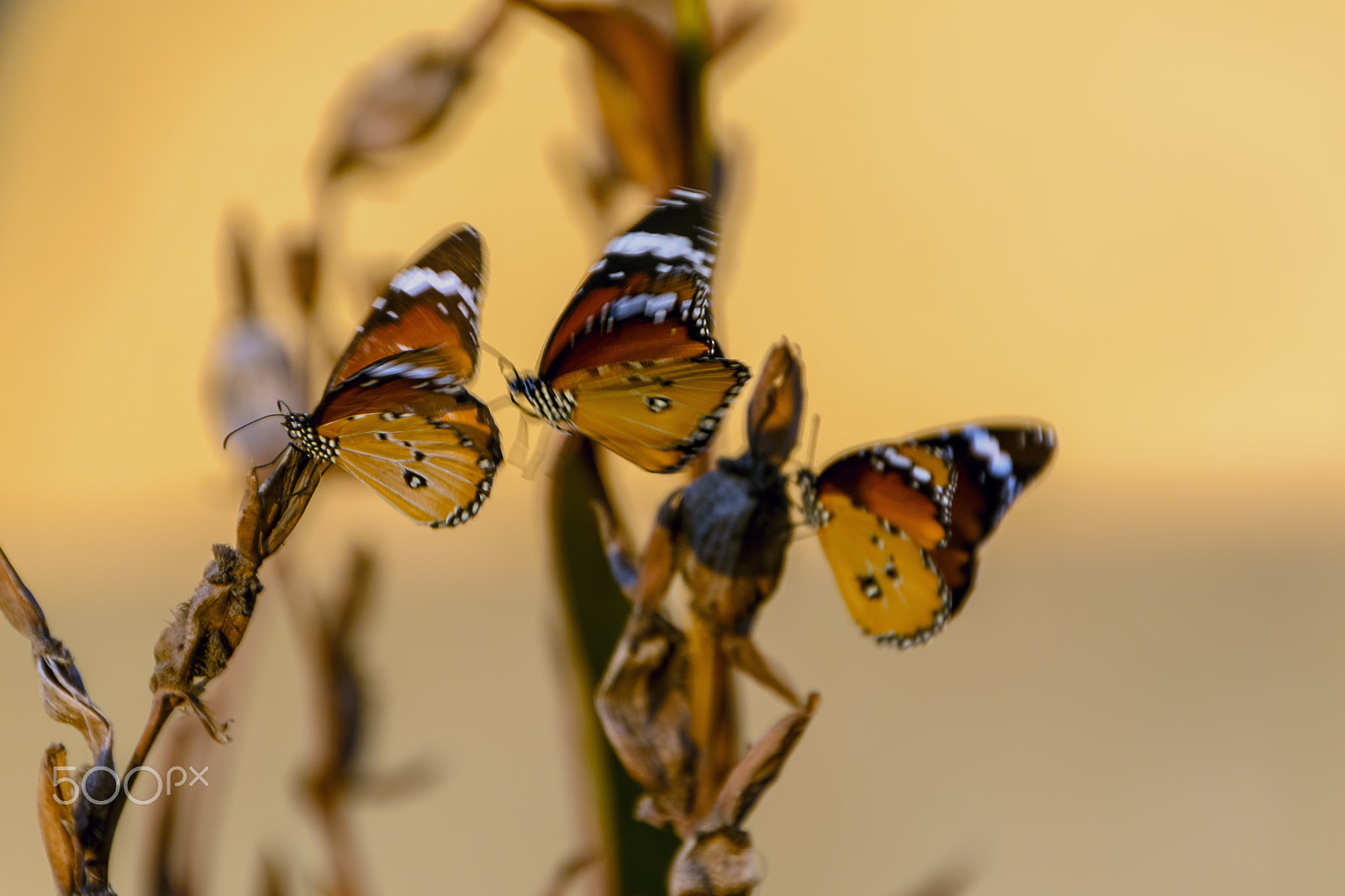 Nikon D5500 + Sigma 18-250mm F3.5-6.3 DC OS HSM sample photo. Beautiful in action butterflies  with bokeh photography