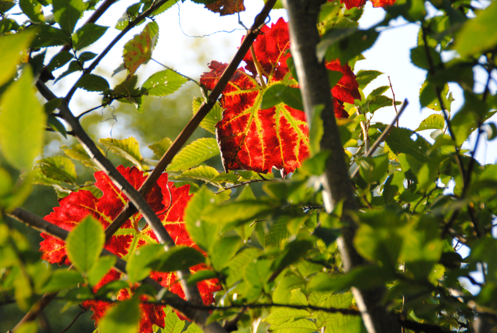 Nikon D3000 sample photo. The power of life photography