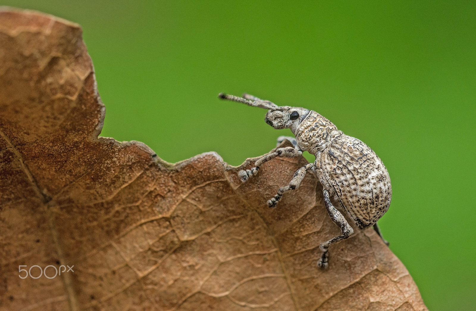 Nikon D7100 + Nikon AF Micro-Nikkor 60mm F2.8D sample photo. Weevil photography