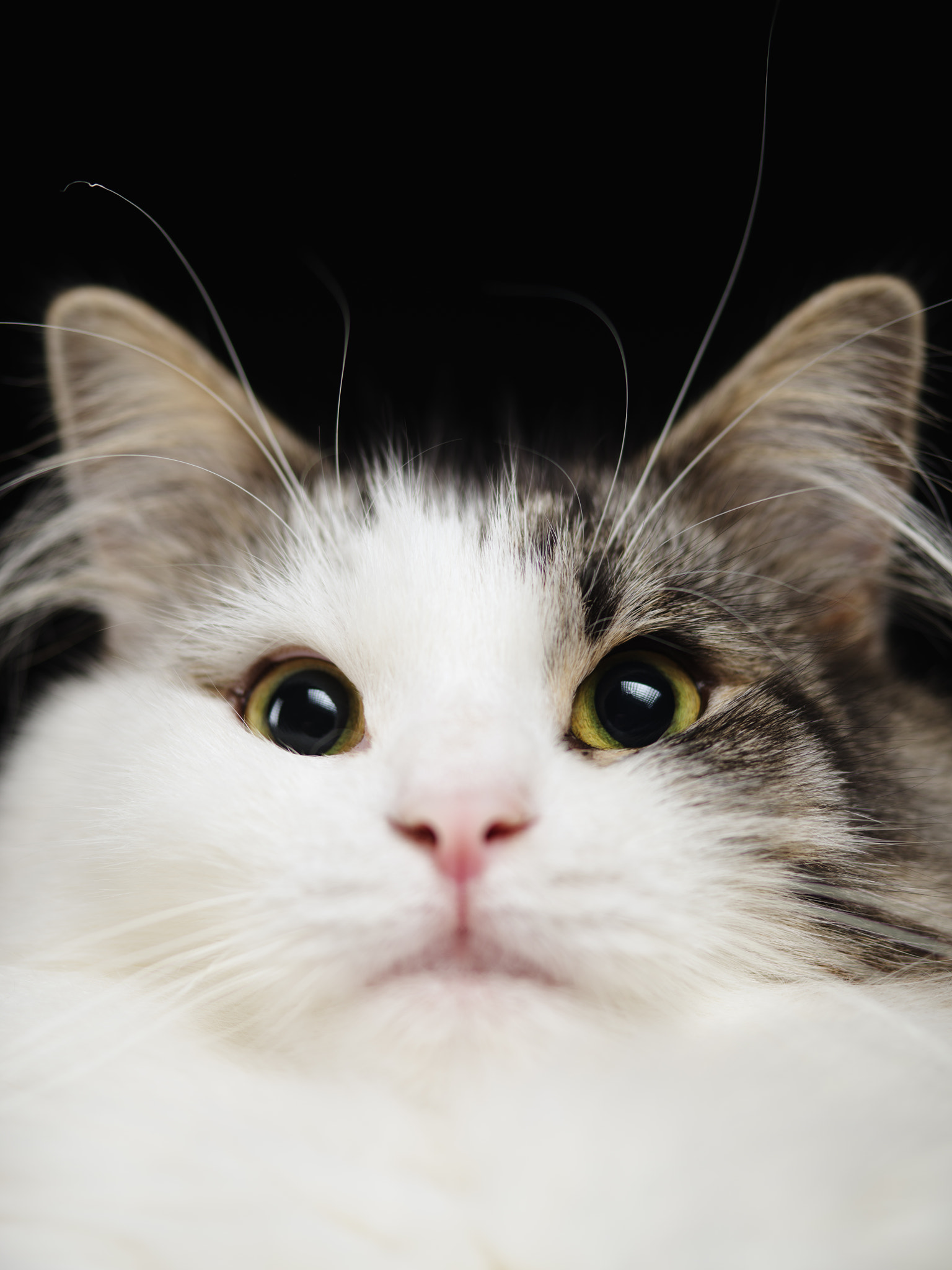 Pentax 645Z + smc PENTAX-FA 645 Macro 120mm F4 sample photo. Norwegian forest cat photography
