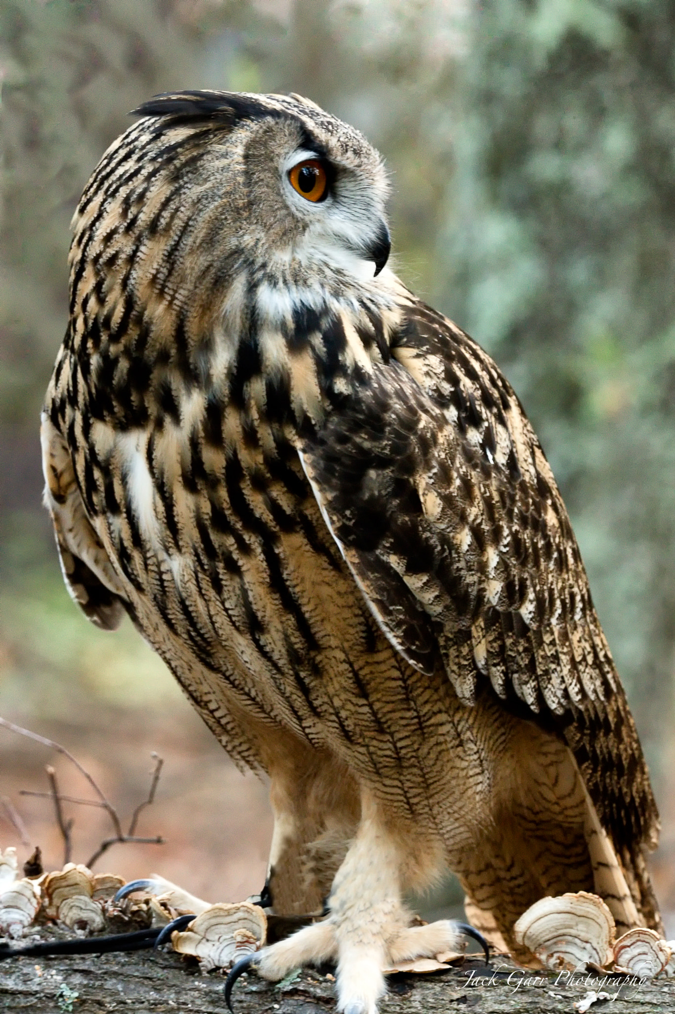 Canon EOS 5DS sample photo. Eurasian eagle owl photography